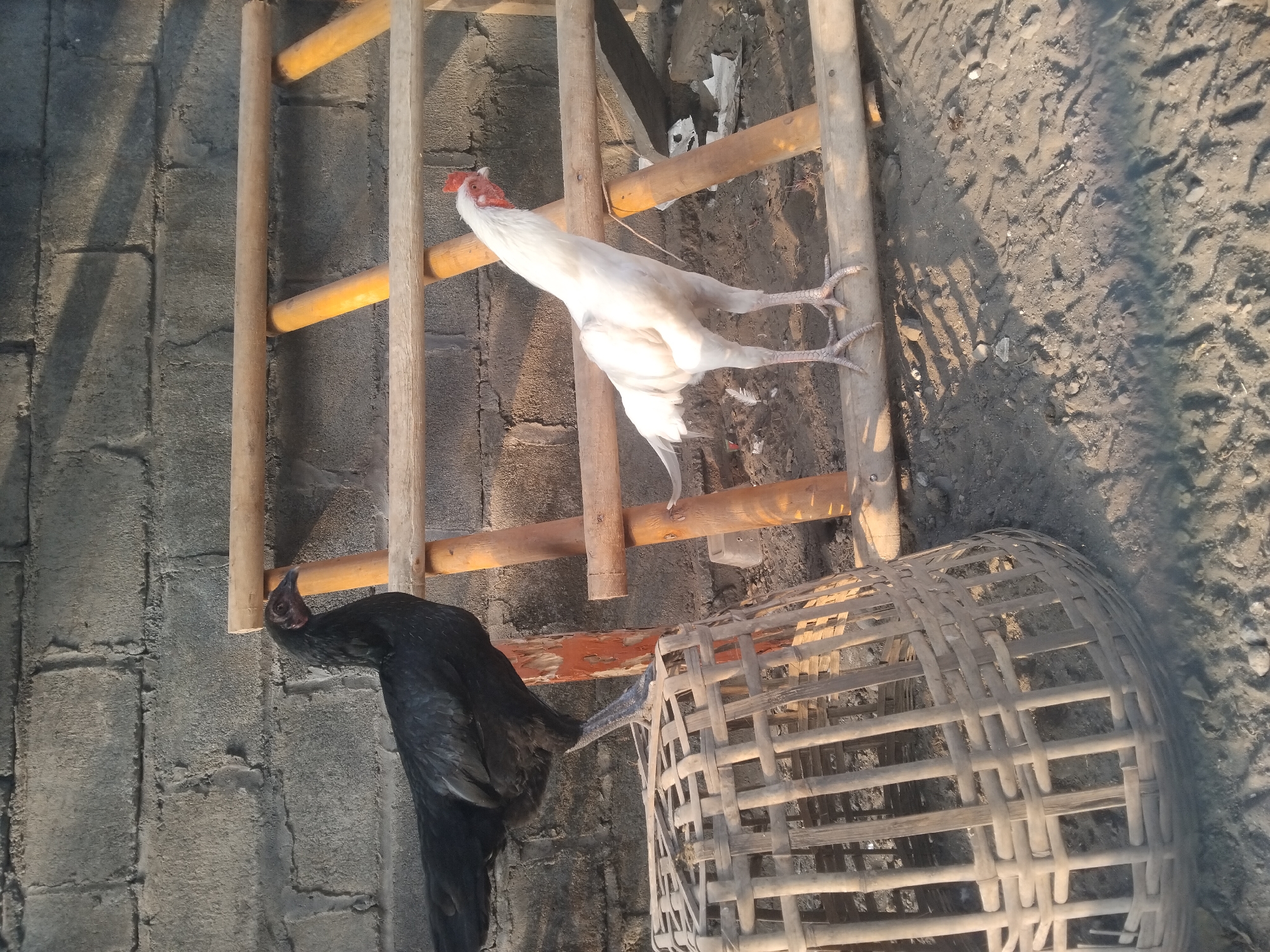 Two chickens, one black and one white, stand in an outdoor area with a brick wall in the background. The black chicken is perched on top of a woven basket, while the white chicken stands on a wooden structure that appears to be a makeshift ladder or scaffolding. The ground is dirt and gravel, with some scattered debris. The scene is illuminated by natural light, suggesting it is daytime. The location is identified as the city of Tempeh, Indonesia.