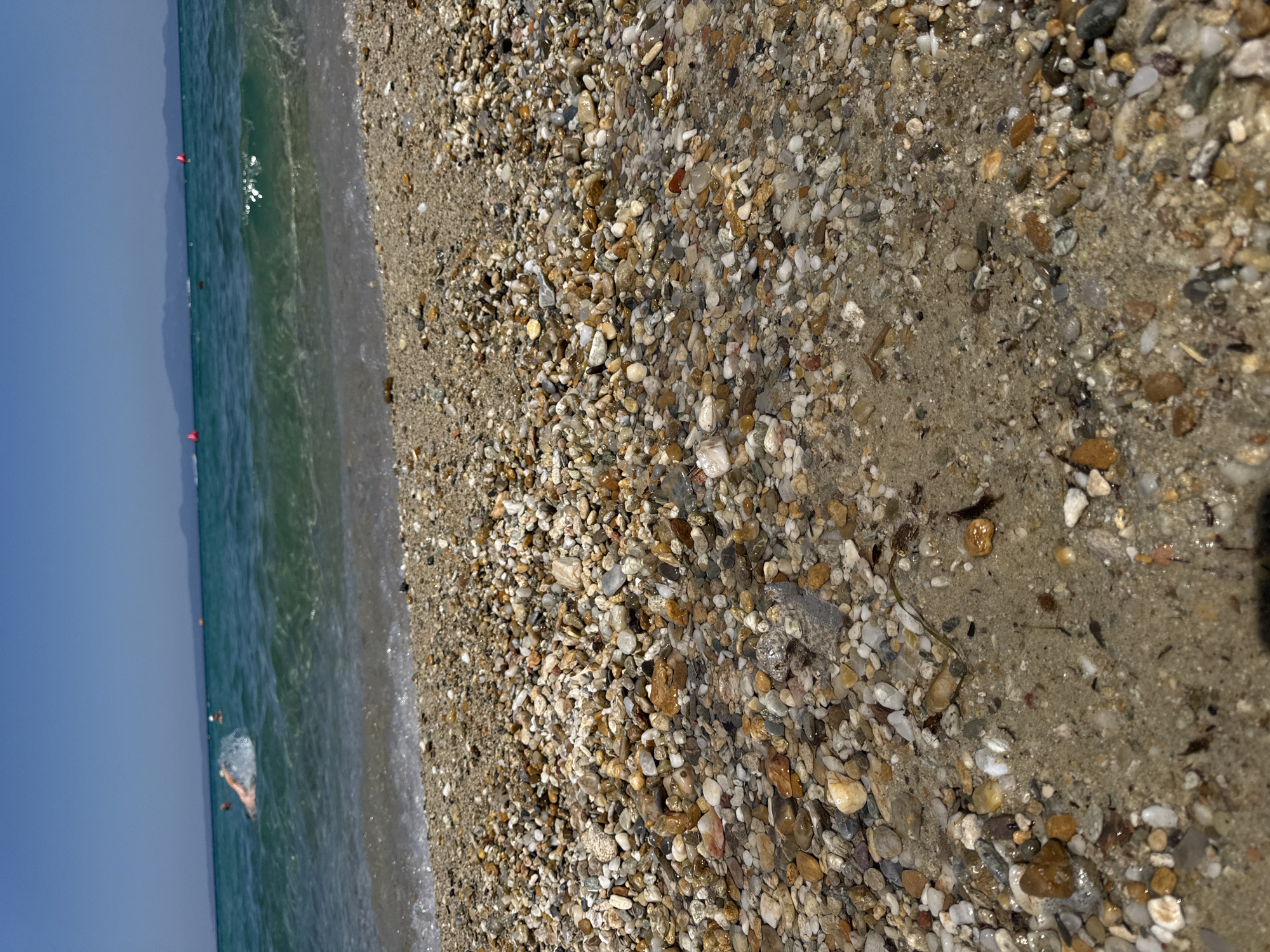 This is a close-up, low-angle shot of a pebbly beach in Pallini Municipal Unit, Greece. The foreground is dominated by a dense scattering of small, multi-colored pebbles, some of which are wet from the incoming tide. The water is shallow and clear, with gentle waves lapping at the shore. In the mid-ground, a person is swimming with their head and arm visible, creating a splash of water. Further out in the turquoise sea, several other indistinct figures can be seen, along with red buoys. The horizon shows a distant landmass with hills under a clear blue sky. The overall impression is a bright, sunny day at the seaside.