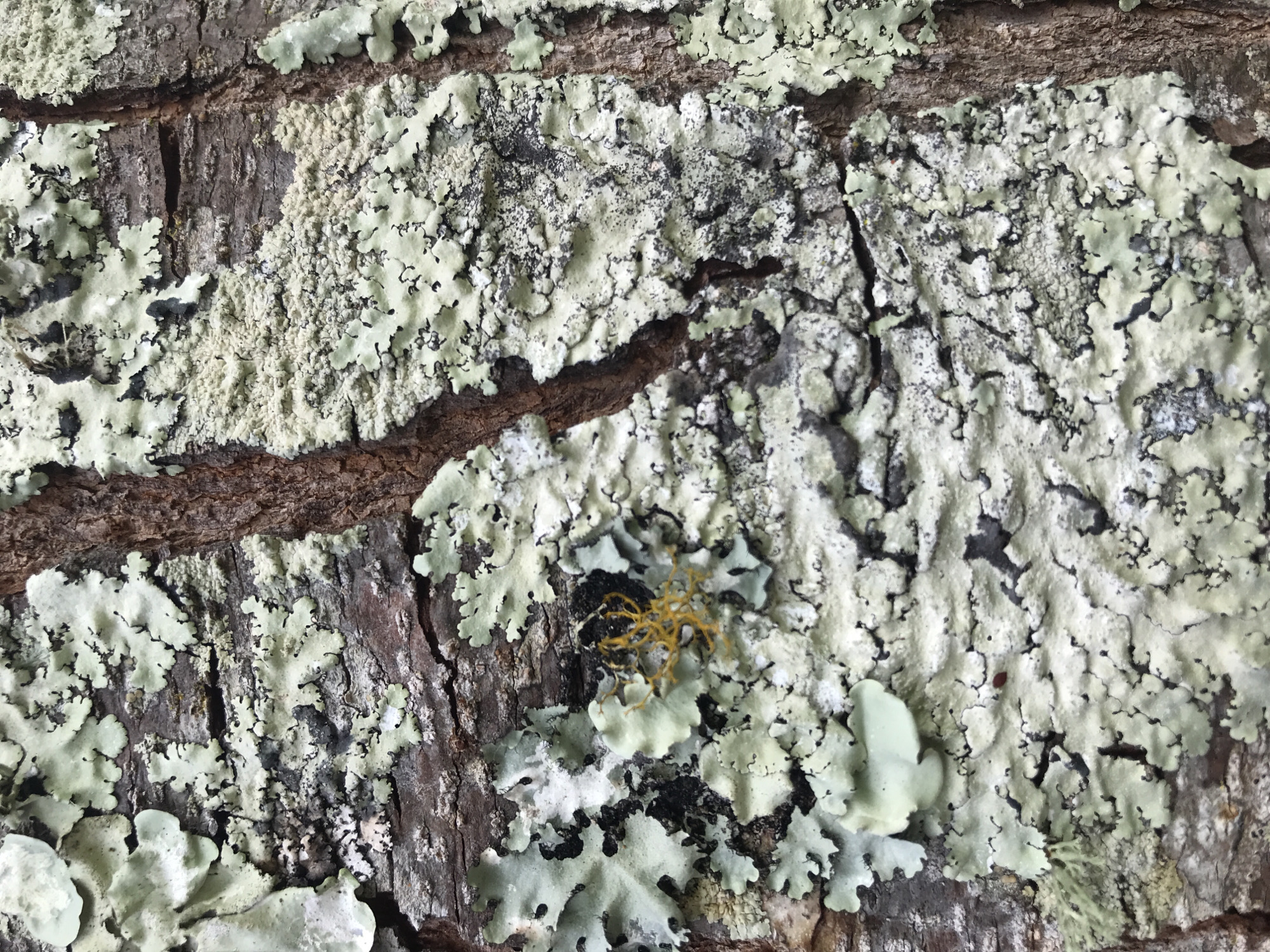Close-up of tree bark covered in lichen, possibly in Babussalam, Indonesia. A small, dried yellow plant is nestled amongst the lichen. The bark is textured with cracks and ridges.