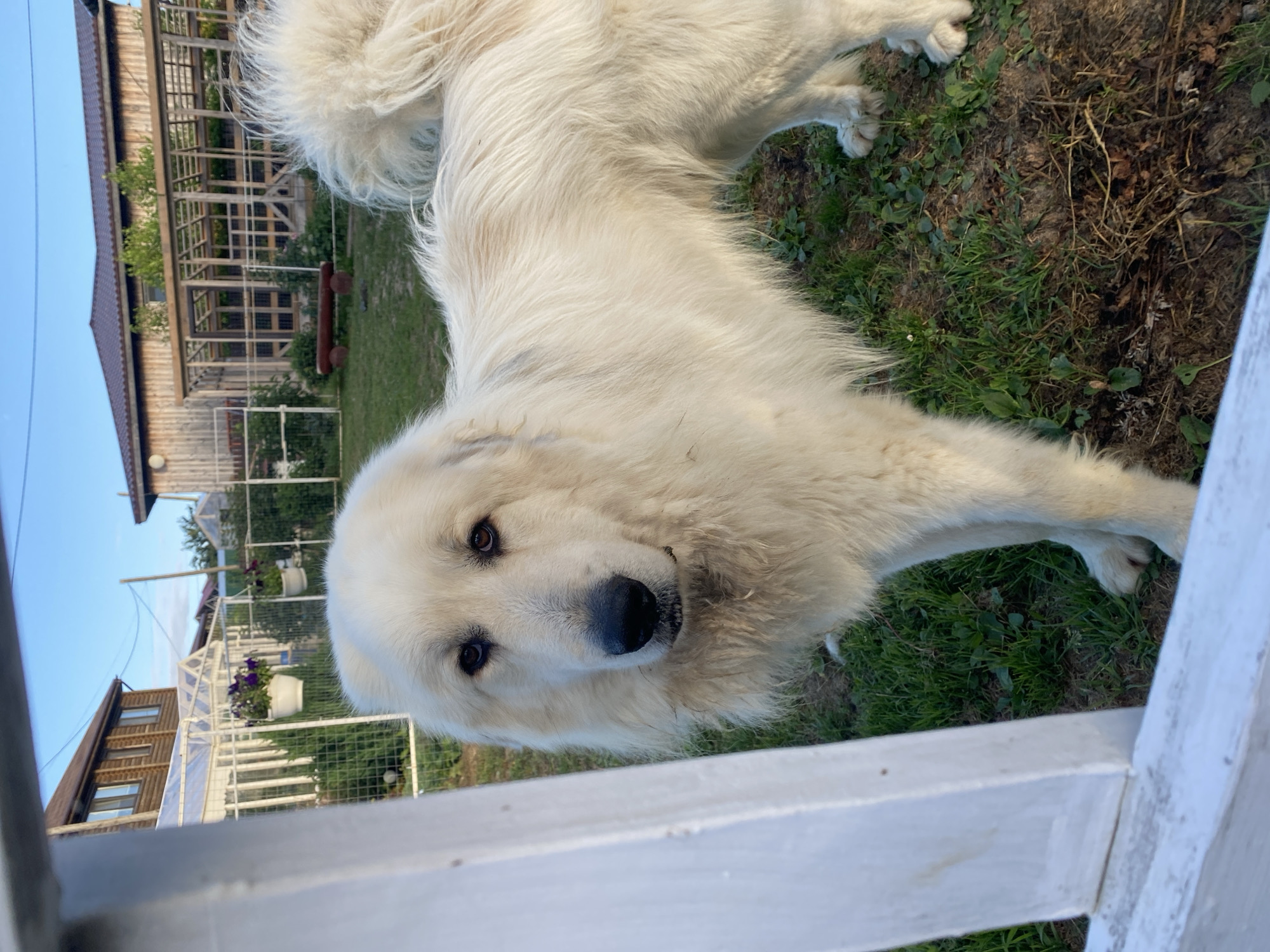 The image depicts a Great Pyrenees dog standing in a grassy yard, facing the camera. The dog has white fur, a black nose, and dark eyes. A white wooden fence is partially visible in the foreground. In the background, there are houses, greenhouses, and vegetation. The sky is blue with some clouds. The location is identified as Tret'ya Pad', Russia.