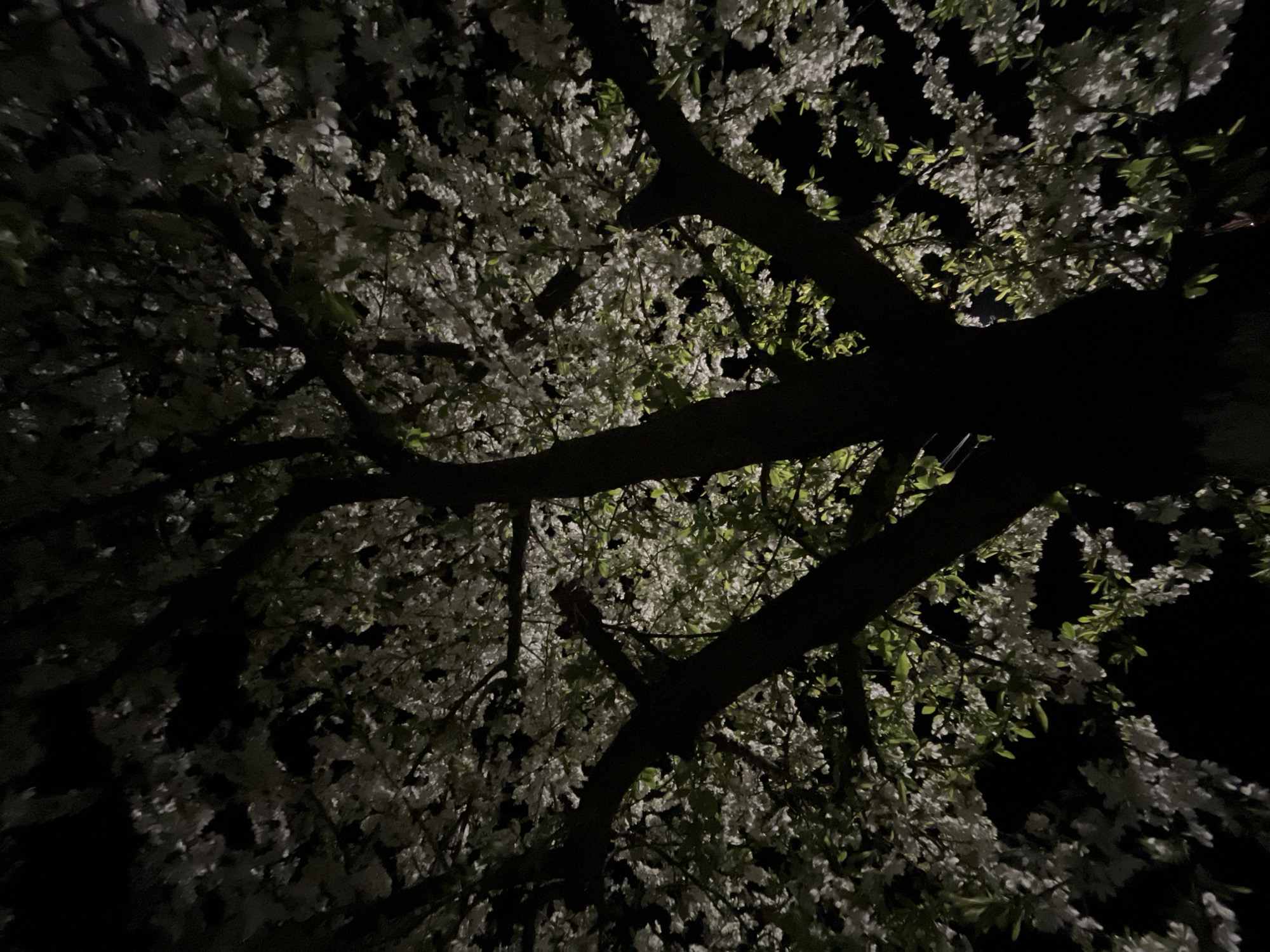 The image shows a view looking up into a tree at night. The branches of the tree are dark silhouettes against a background of white blossoms and some green leaves, illuminated by an unseen light source. The scene is dark overall, with most of the background obscured by darkness. The specific location in Lozarevo, Bulgaria, is not discernible from the image. There are no people visible.