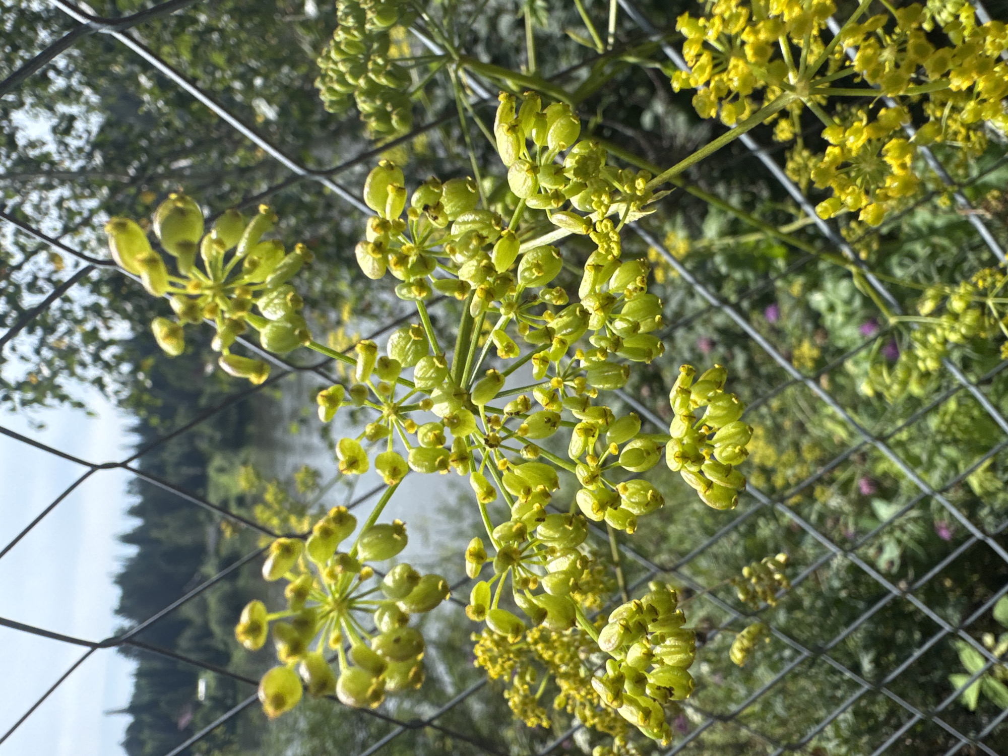 The image shows a close-up of a flowering plant with clusters of small green buds and some yellow flowers, situated behind a diamond-patterned chain-link fence. The plant is in the foreground, with its delicate structure and new growth prominently displayed. In the background, a body of water, possibly a river or lake, is visible, bordered by a dense line of dark green coniferous trees. The sky above is overcast with a light gray hue, suggesting a cloudy day. The location is identified as Усть-Мана, Russia. The overall scene depicts a natural setting, likely near a body of water, with a fence acting as a barrier between the viewer and the landscape. There are no people or animals visible in the image, and no discernible actions or interactions are taking place. The focus is on the botanical elements and the surrounding environment.