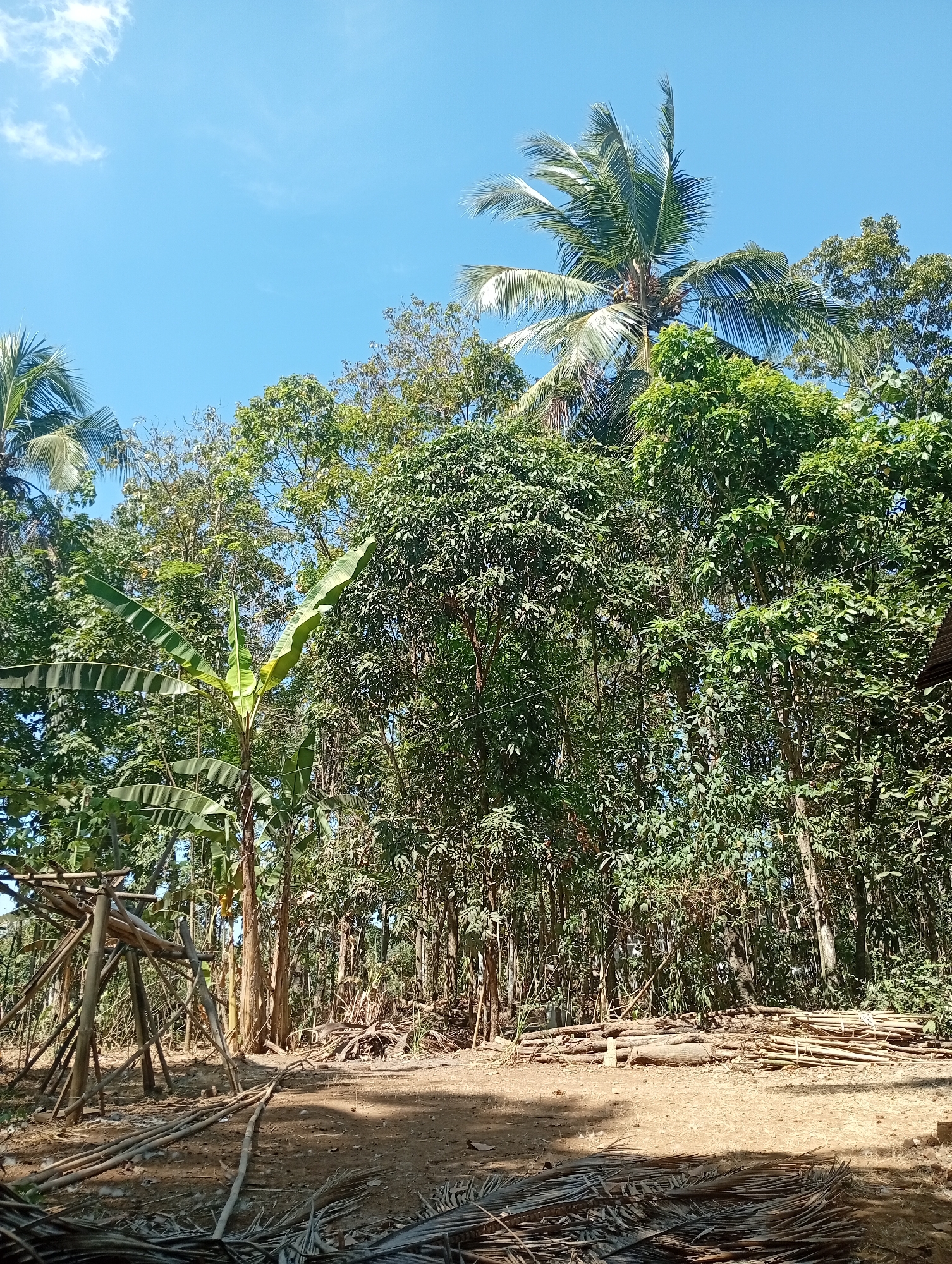 A vertical, eye-level, outdoor medium shot captures a lush green forest under a bright blue sky with a few wispy white clouds. The scene is dominated by dense foliage of various trees, including a tall coconut palm with its fronds swaying gently. In the foreground, a bamboo structure is visible on the left, along with a pile of cut logs and bamboo stalks. The ground is covered in dry leaves and dirt. The overall impression is one of a natural, tropical environment.