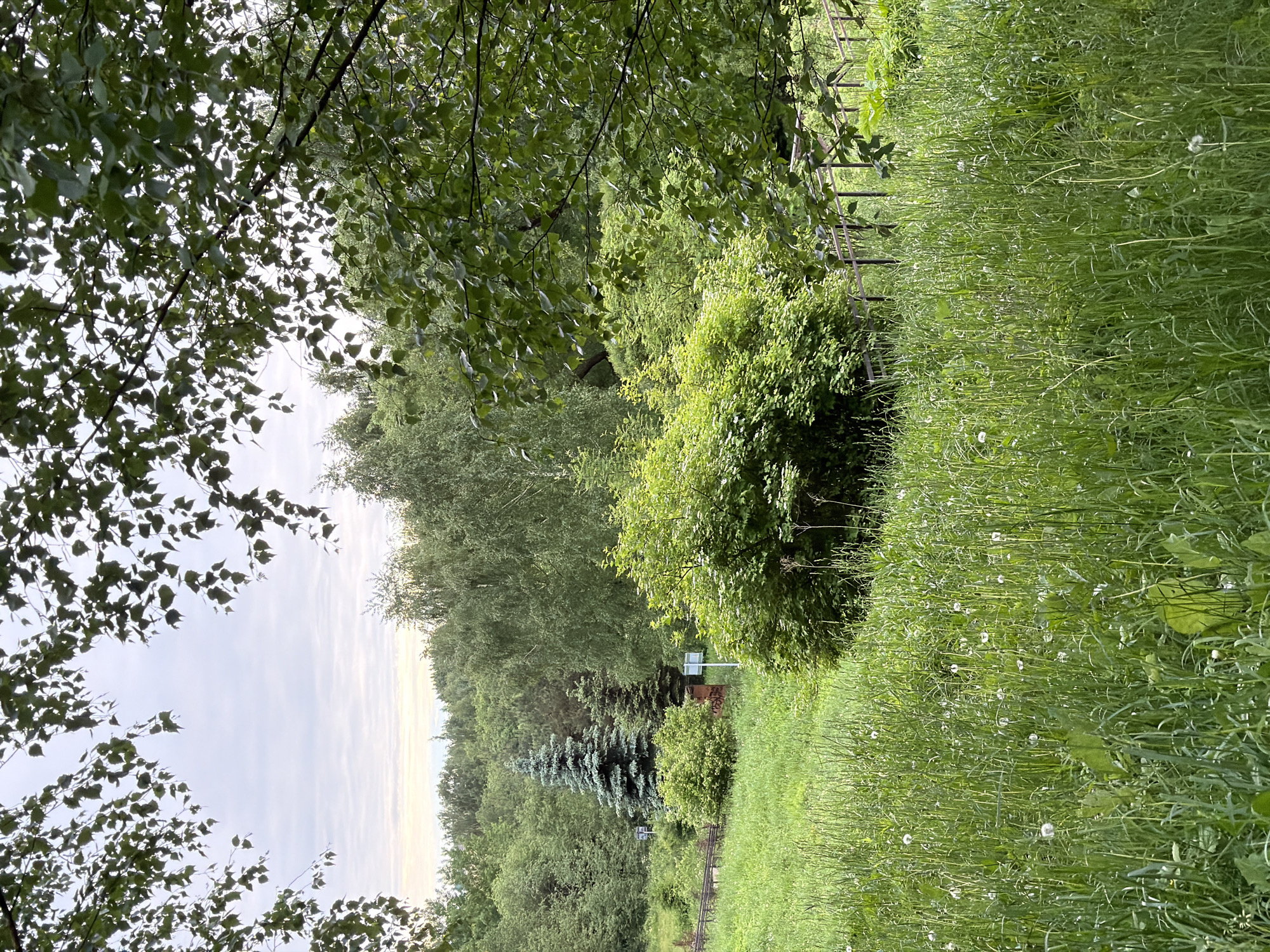 The image depicts a park or green space in Moscow, Russia. The scene is filled with lush greenery, including tall grass with dandelion seed heads, various trees, and bushes. A wooden fence is visible, suggesting a boundary within the park. In the distance, one can observe a mix of deciduous and coniferous trees. The sky is partially visible through the branches, indicating an overcast or partly cloudy day.