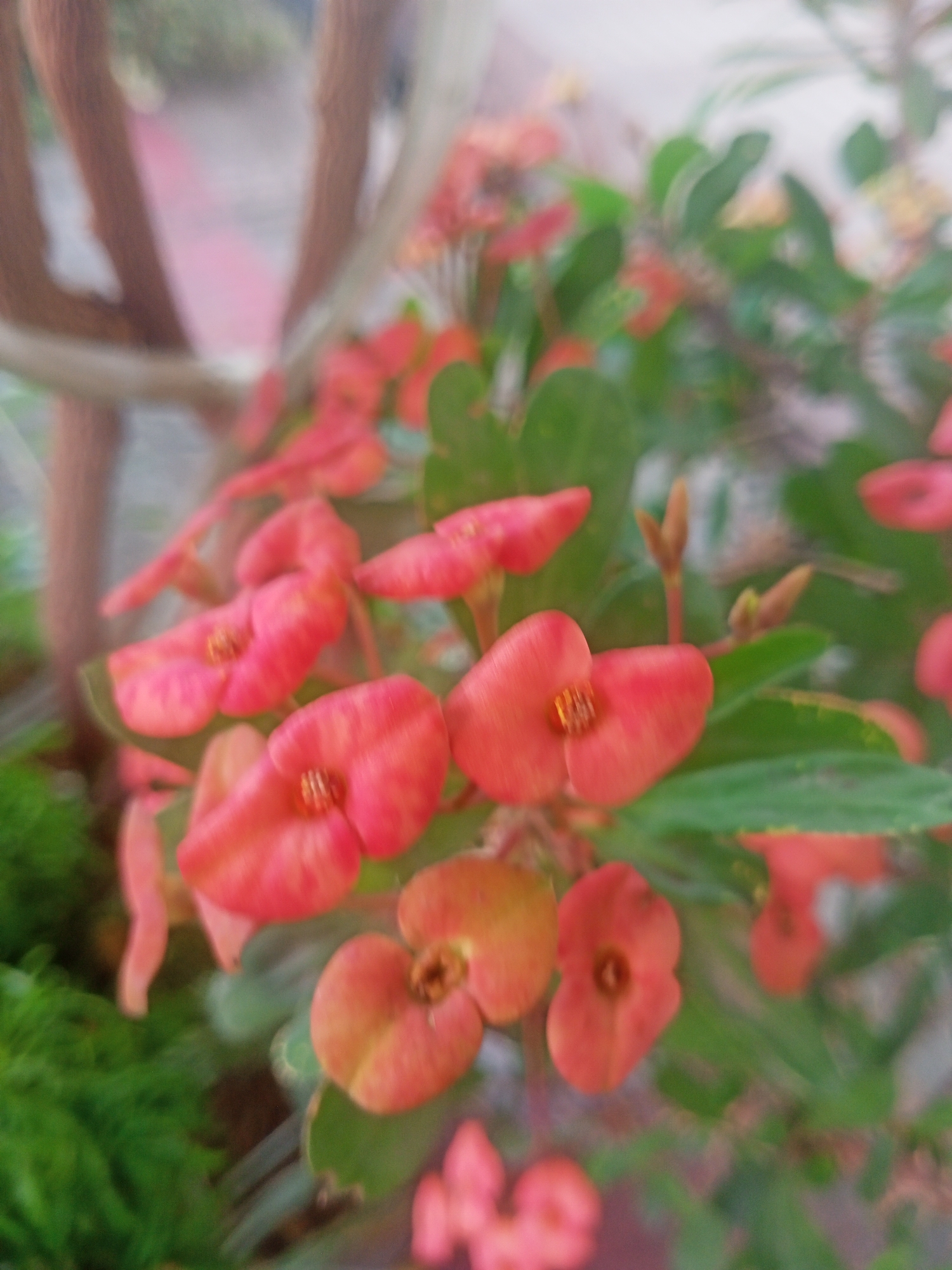 The media file presents a close-up photograph of numerous coral-pink to reddish-orange flowers, likely from the *Euphorbia milii* species (Crown of Thorns). The flowers are the primary subjects, appearing relatively in focus, each featuring two prominent, somewhat heart-shaped bracts surrounding small central true flowers. Their vibrant coloration stands out against the surrounding foliage.
Green leaves are visible throughout the frame, some in sharper detail near the flowers, while others contribute to the soft, out-of-focus background. The image exhibits a shallow depth of field, rendering the elements behind and around the main flower clusters in a significant blur. On the left side of the frame, several blurry, reddish-brown vertical structures, possibly branches or support stakes, are discernible. The overall setting appears to be an outdoor garden or a collection of potted plants, under natural daylight conditions. There is no discernible activity or event taking place, and no text is visible within the image. This serene floral scene is located in Lhokdagang, Indonesia.