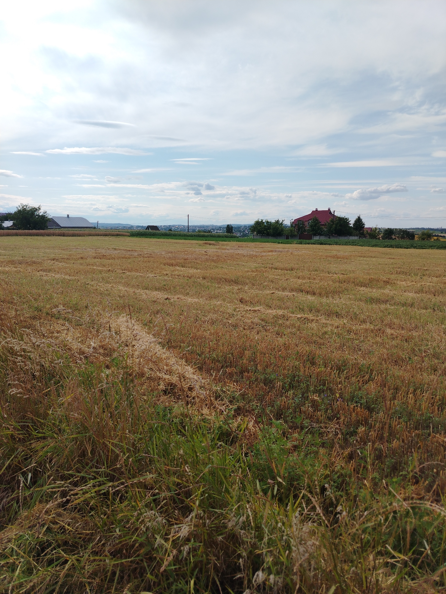 The image captures a rural landscape on a cloudy day, likely in or near Molodiia, Ukraine. A large, harvested field dominates the foreground and midground, filled with dry, golden stubble. Tall, green and brown grasses grow along the left edge of the field. In the distance, a cluster of buildings is visible. One prominent building features a bright red roof and appears to be a residential house, surrounded by trees. To the left of this house, another building with a dark, angled roof, possibly a barn or shed, is present. Further to the left, a long, low-profile building with a light-colored roof, possibly a greenhouse or industrial building, is situated. The background shows a hazy horizon with rolling hills and a scattering of trees, characteristic of the Ukrainian countryside. Power lines stretch across the scene. The sky is partly cloudy with patches of blue.