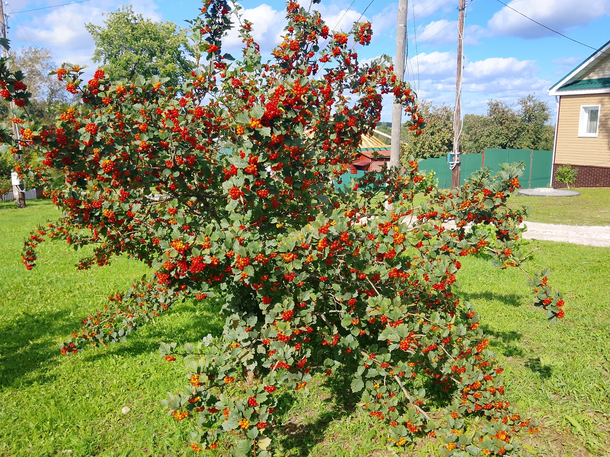 The image shows a bush laden with red and orange berries, with green leaves, growing in a grassy area. In the background, a wooden fence, a utility pole, and a residential building are visible. The sky is blue with scattered white clouds. The scene appears to be a rural or suburban setting.