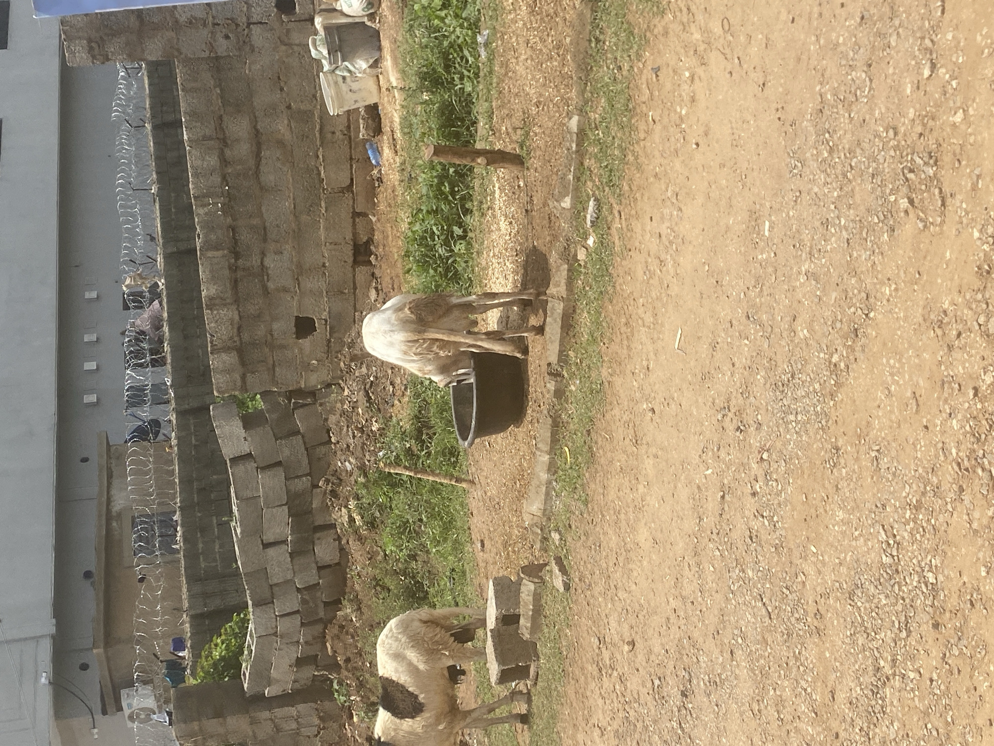 Two sheep are near a dirt road. One is drinking from a dark bucket, while the other stands near two concrete blocks. In the background, there's a partially constructed brick structure with barbed wire fencing, next to a taller building, near what appears to be an informal settlement. The photograph was taken in Abuja, Nigeria.