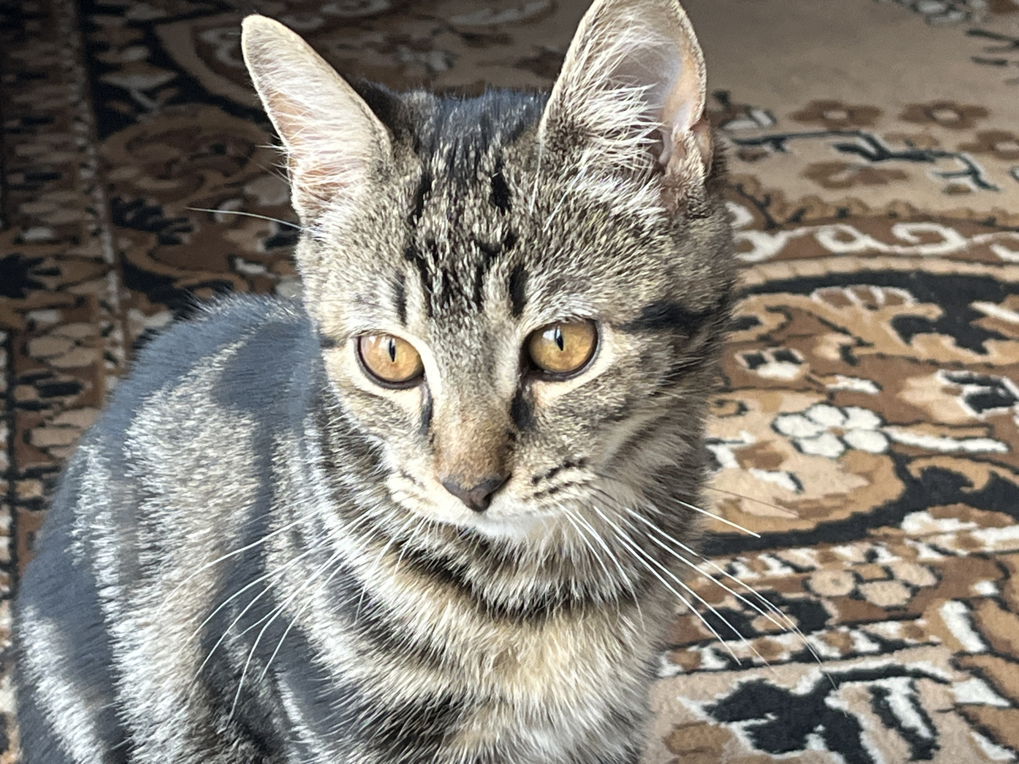A close-up shot features a tabby cat sitting on a patterned rug. The cat, with its striking amber eyes and prominent whiskers, is the focal point of the image. The rug, with its intricate brown and beige floral design, provides a warm and textured background. The lighting suggests an indoor setting, possibly a home, where the cat is relaxed and comfortable. The image does not contain any information to indicate a specific location in Taganrog City District, Russia.