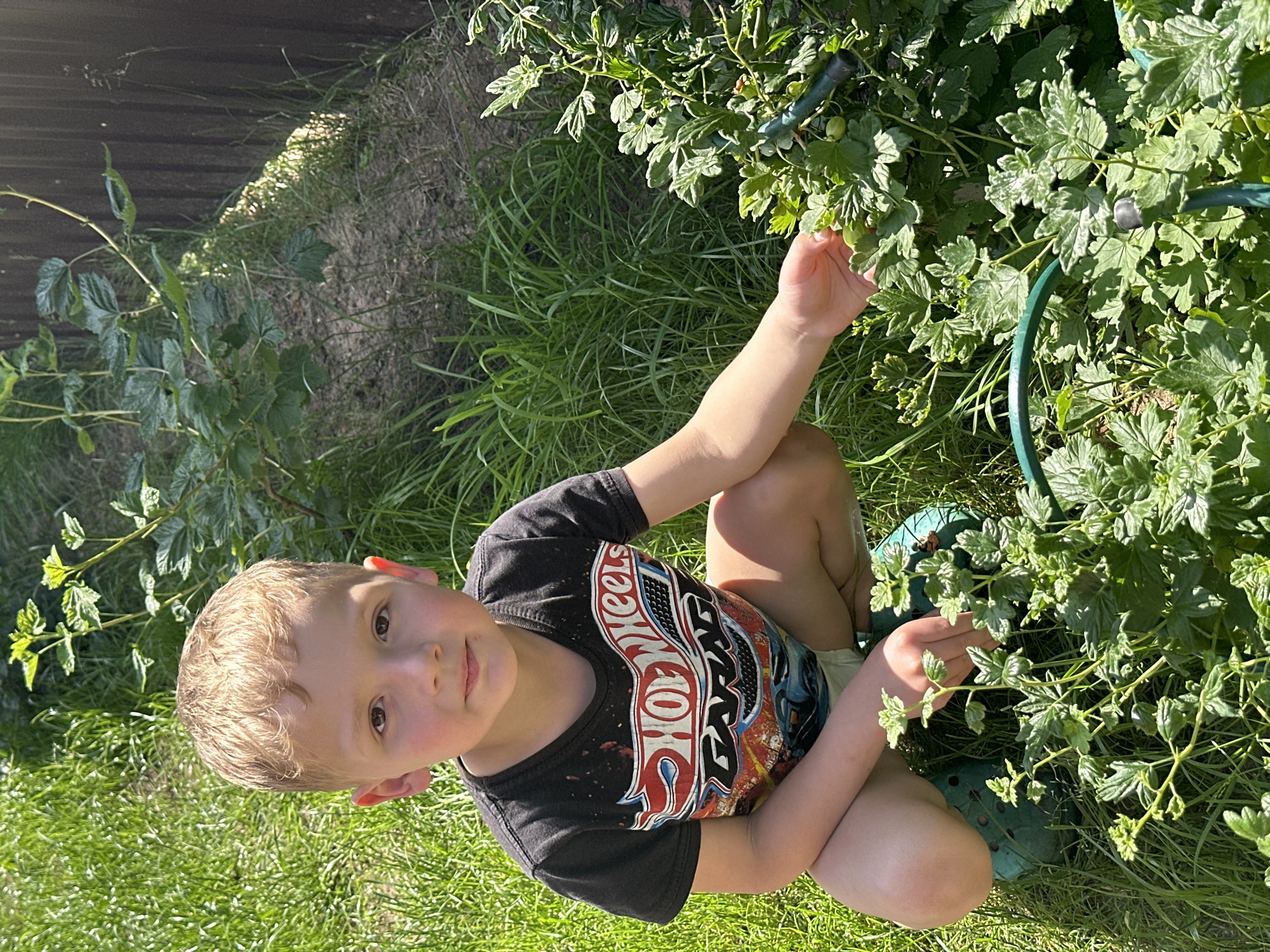 A young boy with blond hair is crouching in a garden. He is wearing a black t-shirt with a "Hot Wheels Garage" graphic and light-colored shorts. His feet are clad in green Croc-style shoes. He is reaching out to touch the leaves of a green plant. The garden features tall green grass, dirt, and a wooden fence in the background. Sunlight casts shadows across the scene, suggesting it is daytime. The location appears to be a residential backyard in Chaikovsky, Russia, given the style of the fence and the presence of garden plants typical of the region.