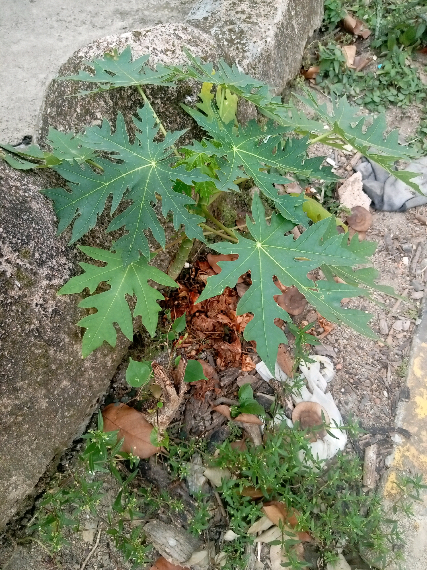 The image captures a close-up view of a young papaya plant growing between a large concrete block and a patch of sandy soil mixed with debris. The papaya leaves are large, green, and deeply lobed, with prominent light green veins. The plant is slender and appears to be situated in an outdoor urban environment. Surrounding the papaya plant is a collection of dry leaves, small twigs, and some white plastic debris. In the foreground, a low-lying green plant with small white flowers is also visible. The background consists of more of the sandy soil and some greenery. The scene suggests a neglected or overgrown area within Batam, Indonesia, likely an urban fringe or an undeveloped lot. There are no people or animals present in the image.