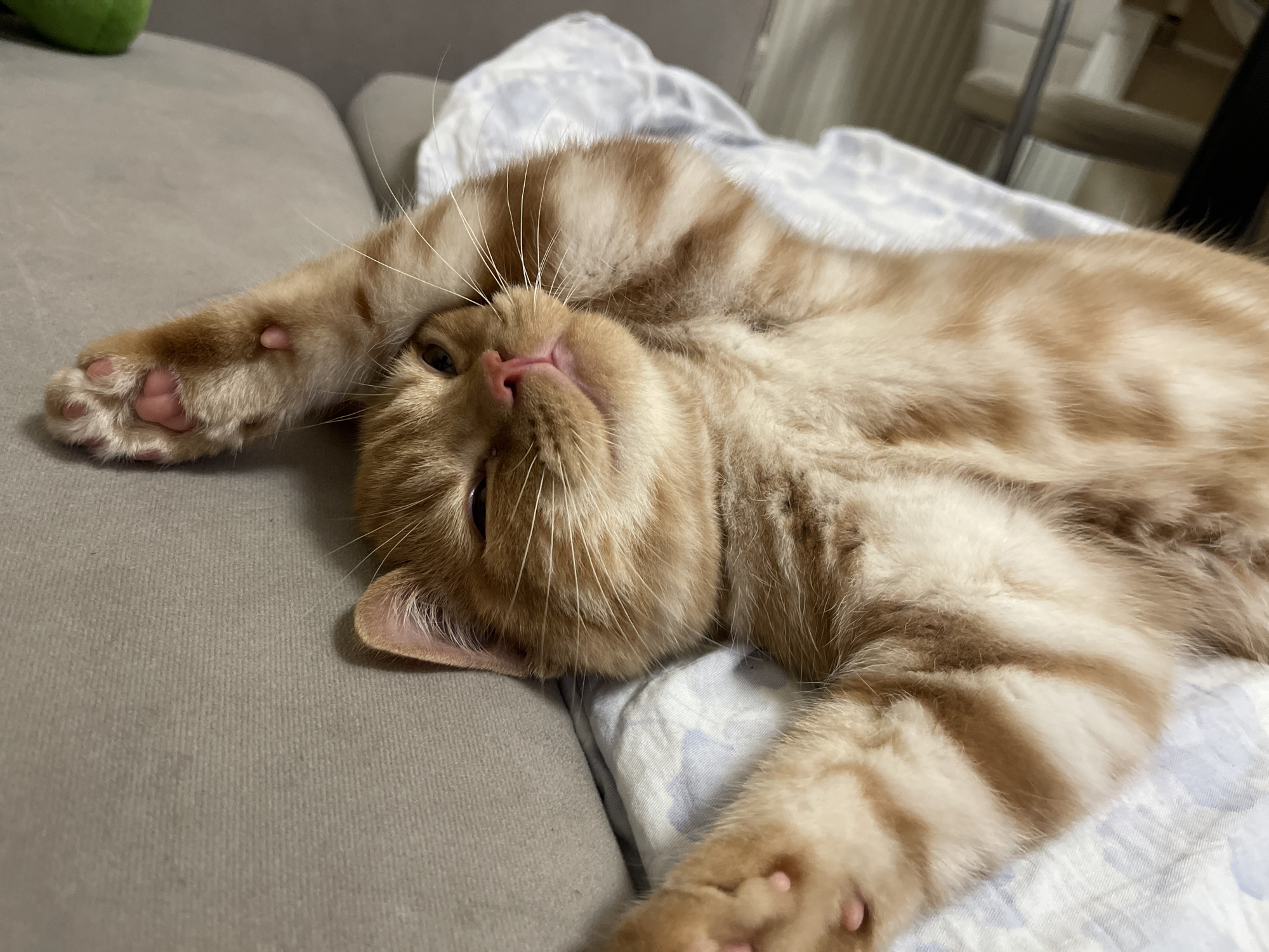 A ginger tabby cat is sprawled on its back on a patterned blanket, with its paws extended. The cat's eyes are closed, and its head is tilted back. The cat is lying on a couch, and a blurred green object is visible in the background. The scene is indoors, and no specific location in Kommunarka, Russia is discernible.