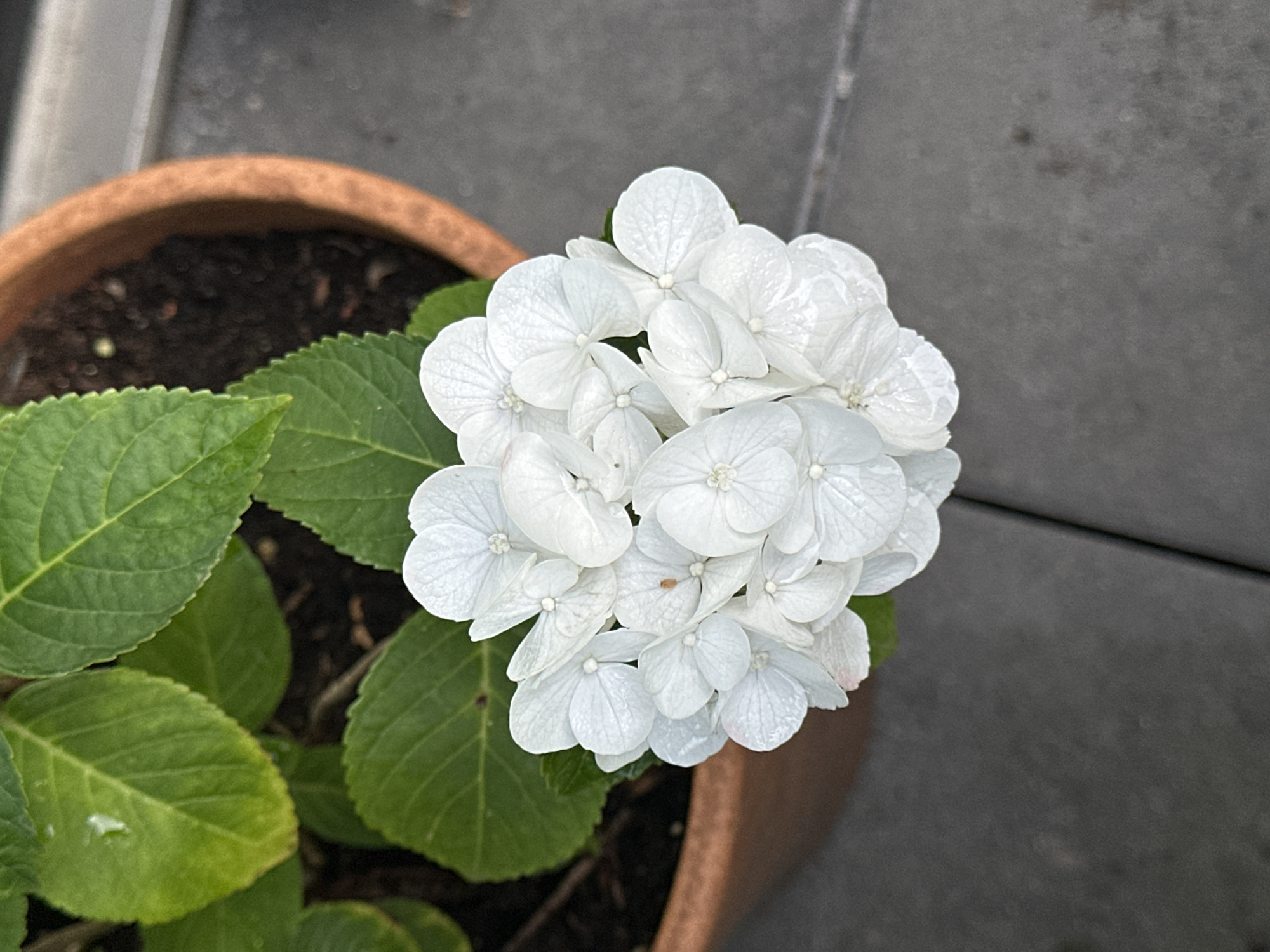 A close-up shot focuses on a cluster of white hydrangea flowers in a terra cotta pot. The flowers are a vibrant white, with delicate petals that appear slightly textured and perhaps a little damp. Some of the petals show a subtle pinkish hue, indicating they might be transitioning or have varying shades. The hydrangea is nestled in dark soil within the pot, with lush green leaves peeking out from beneath the bloom. The pot itself is a warm, earthy tone, suggesting it might be ceramic or clay.
In the background, the setting appears to be outdoors, possibly on a patio or balcony. A dark gray, textured surface, likely stone or concrete, forms the backdrop. The surface is flat and shows subtle variations in color and texture, with faint lines suggesting grout or seams. The lighting suggests it could be daytime, with soft, diffused light illuminating the flowers and leaves without harsh shadows. There are no people or animals visible in the frame. The overall impression is one of natural beauty captured in a simple, domestic setting, likely in Krefeld, Germany, given the provided location context. The image conveys a sense of tranquility and the delicate beauty of nature.