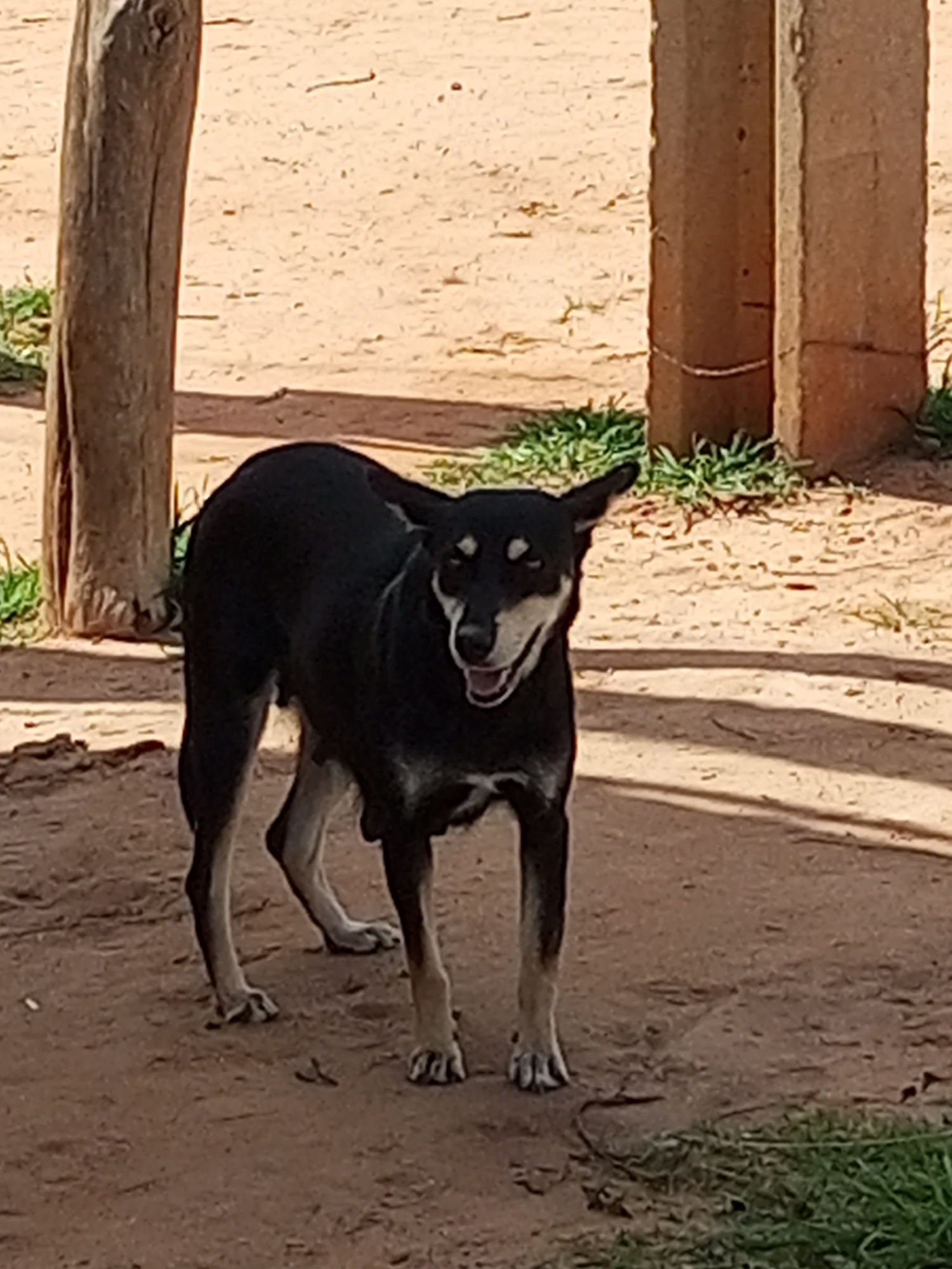A medium-sized, black and tan dog stands on sandy ground in Gombe, Nigeria. The dog is facing forward, with its mouth slightly open and its tongue visible, suggesting it may be panting or interacting. Its ears are perked up. The background consists of dry, sandy earth with patches of green grass. Two large, rough-hewn wooden posts are visible, one on the left and another on the right, possibly part of a fence or structure. The lighting indicates it is daytime, with shadows cast on the ground.