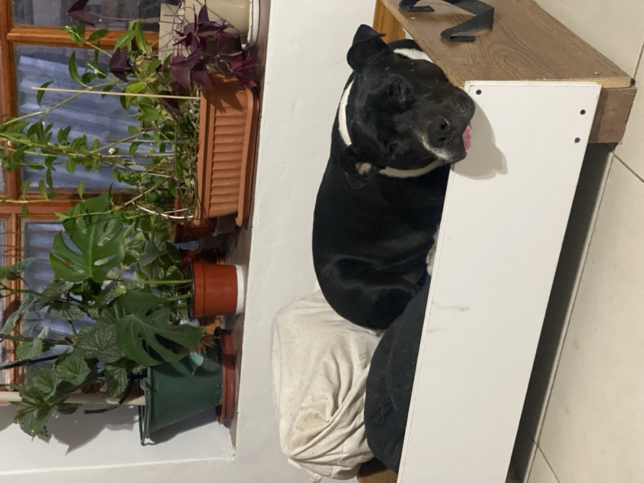 A black and white dog rests its head on a white cabinet with a wooden top. The dog's tongue is slightly visible. The dog is sitting on a white cushion with dark clothing visible below it. To the left, there are several potted plants hanging on a white wall near a window with a wooden frame. The plants have green and purple leaves. The overall lighting is slightly dim.