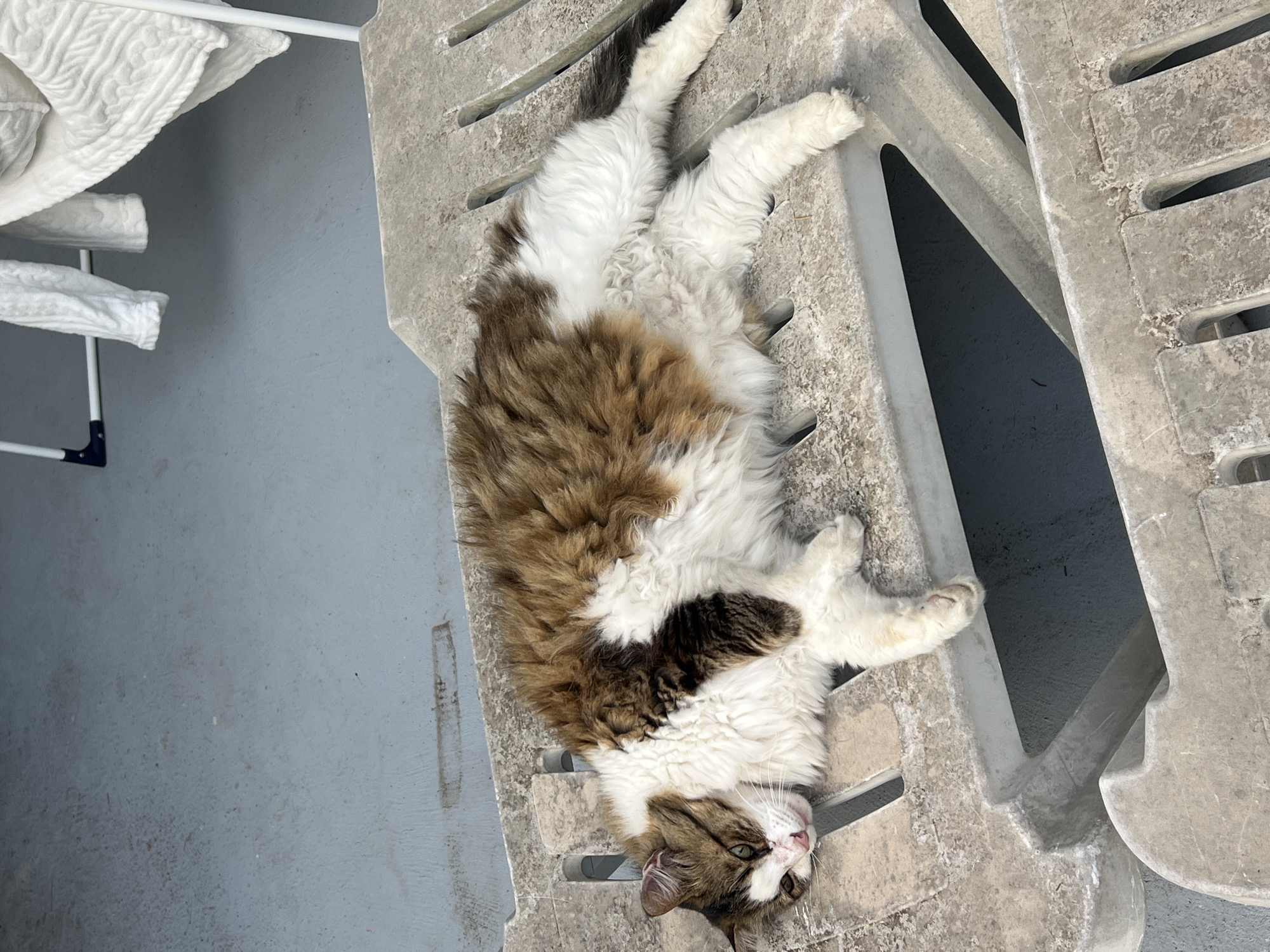 A long-haired calico cat is lying on its side on a weathered, light-colored plastic chaise lounge. The cat has patches of brown, white, and black fur. Its green eyes are partially closed, and its head is resting on its paws. The chaise lounge has a slatted design and appears to be outdoors on a gray concrete surface. In the background, a white clothes drying rack with white towels is visible. The location is not identifiable as Fontanka, Ukraine.