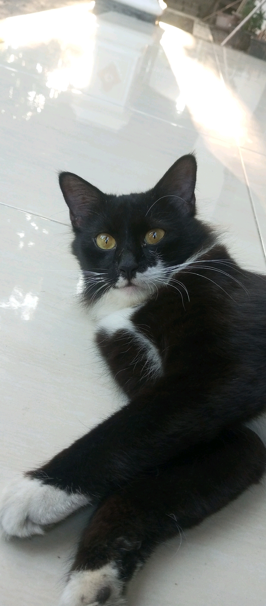 A black and white cat lies on a light-colored tiled floor. The cat is facing the camera with its head slightly tilted. Its eyes are a bright yellow, and it has white whiskers and a white patch on its chest and paws. The tiled floor is clean and reflects sunlight, creating bright patches of light on the surface. The background is out of focus, but suggests an outdoor setting, possibly a patio or courtyard. The image was taken in Ngargorejo, Indonesia.