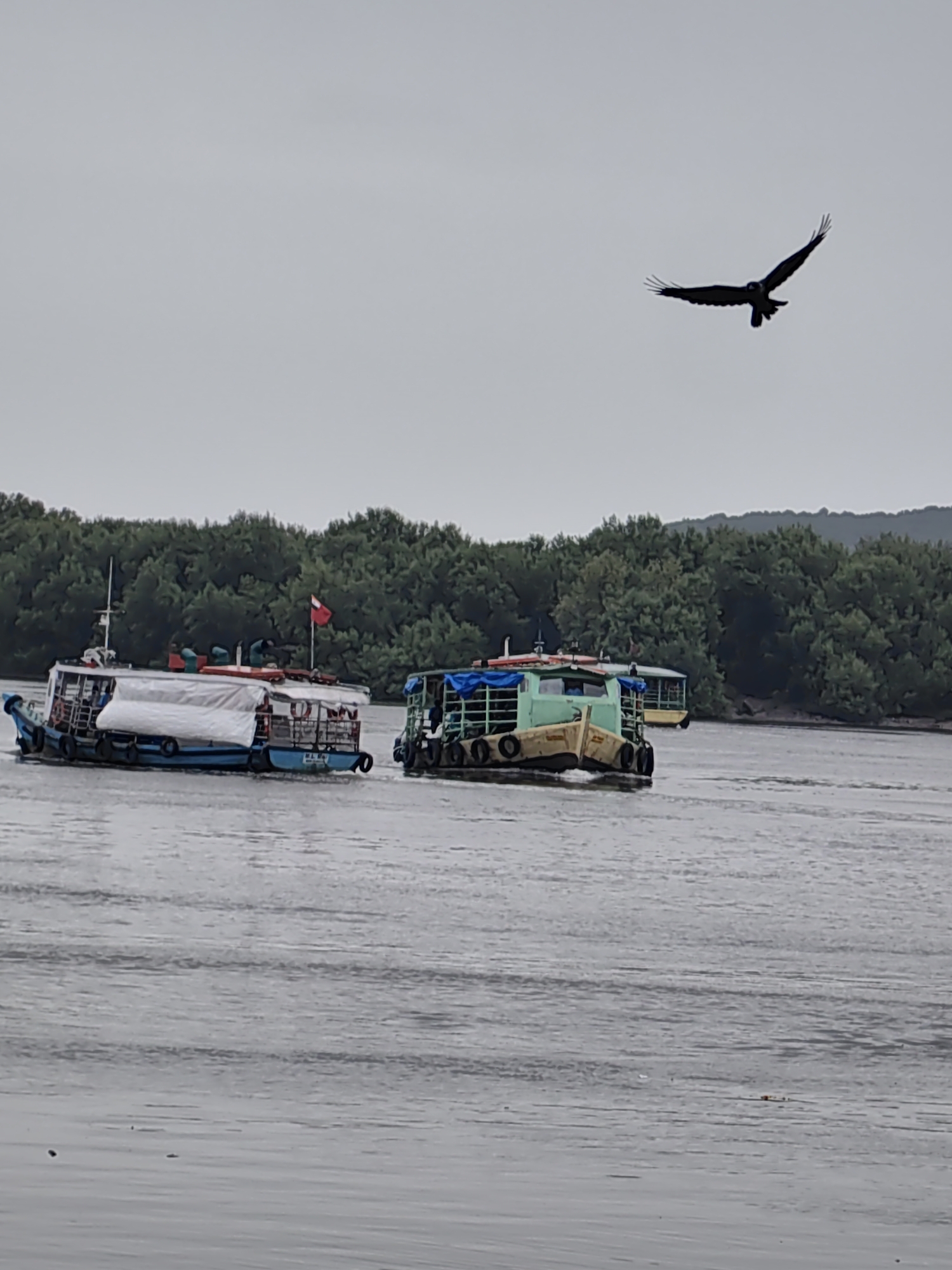 The image depicts a serene river scene in Mumbai, India, likely near the mangroves of Thane Creek. The sky is overcast, and the water is calm, reflecting the muted light. In the foreground, two passenger ferries navigate the waterway. The ferry on the left is light blue with white coverings and a red flag. The ferry on the right is a muted green with a yellow hull. A bird of prey, possibly a kite or a hawk, is captured mid-flight in the upper right quadrant of the image, its wings spread wide against the grey sky. The background is dominated by a dense line of lush green trees, characteristic of the mangrove forests that line parts of Mumbai's coastline. The overall impression is one of a peaceful, natural setting within the bustling city.