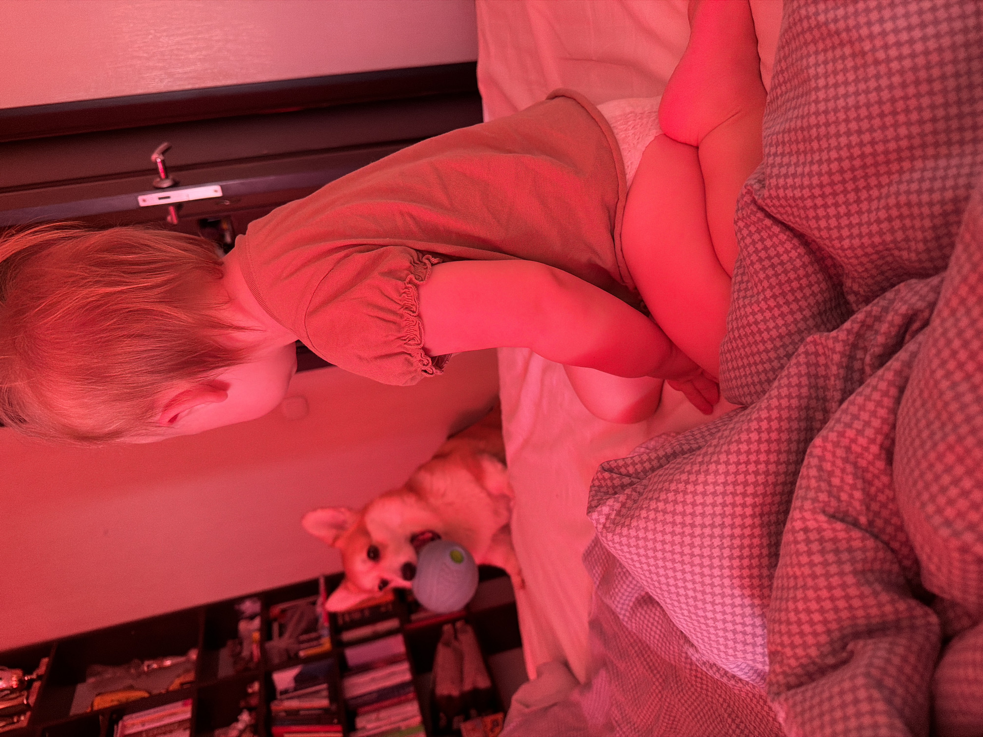In a dimly lit room, illuminated by a red light source, a young child, viewed from behind, sits on a bed. The child wears a short-sleeved t-shirt and a diaper. To the left, a corgi dog is also on the bed, holding a blue and green ball in its mouth. Behind the dog, a bookshelf filled with books and decorative items is visible. The environment appears to be a domestic setting, possibly a bedroom, with blankets and pillows on the bed. The image does not provide any information to determine its location in the city of Chaikovsky, Russia.