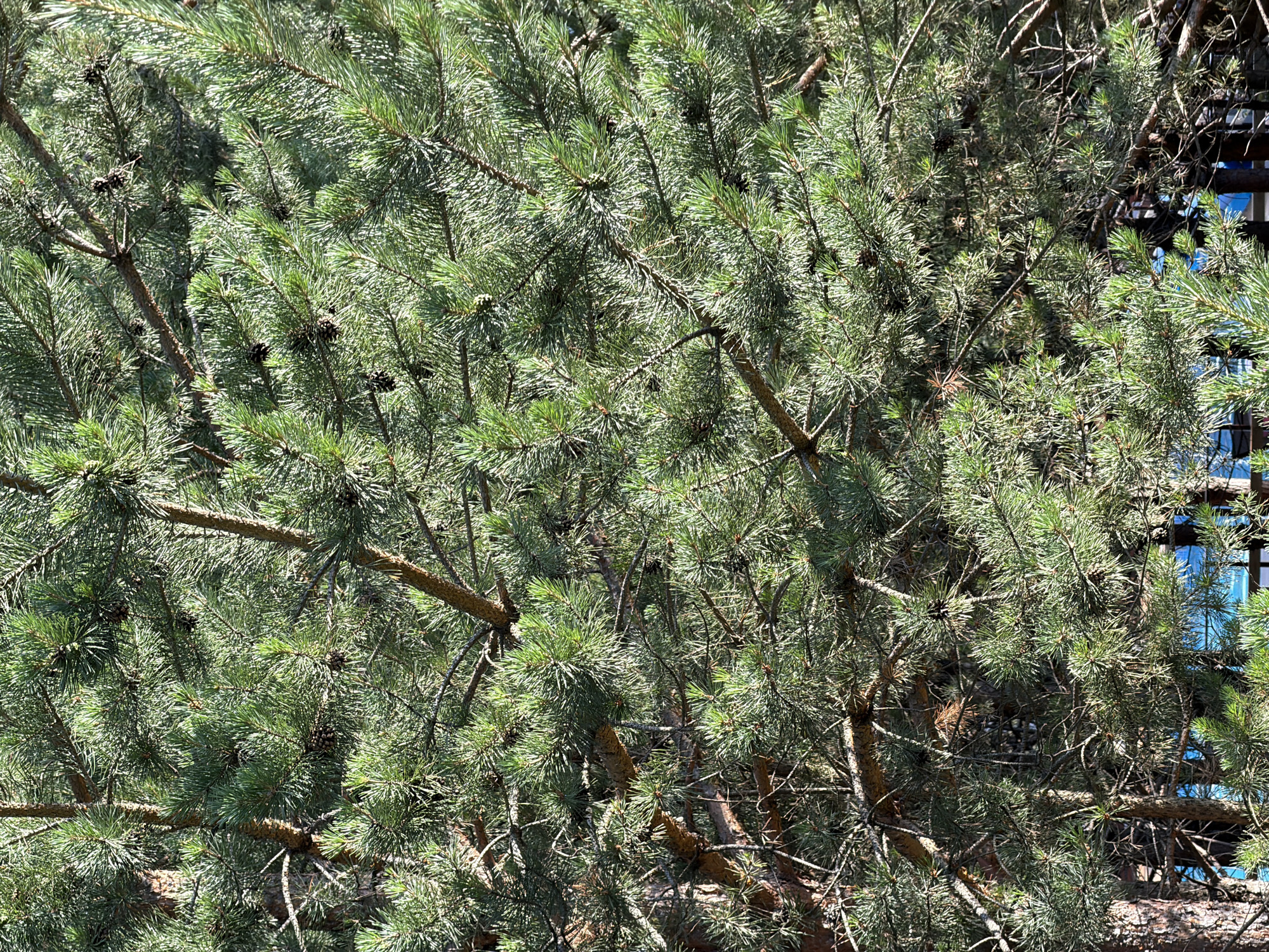 This is a close-up, natural light photograph of a pine tree. The image is filled with dense green pine needles and brown branches, with several small pine cones scattered throughout. The sunlight filters through the branches, creating highlights and shadows that add depth and texture to the foliage. In the upper right corner, a hint of a blue structure with windows is visible, suggesting it is near a building. The overall scene evokes a sense of being outdoors in a natural environment, likely during the daytime given the bright lighting. The image does not contain any people, text, or specific indications of a particular event. The provided location context of Elekmonar, Russia, suggests this is a common type of vegetation found in that region.