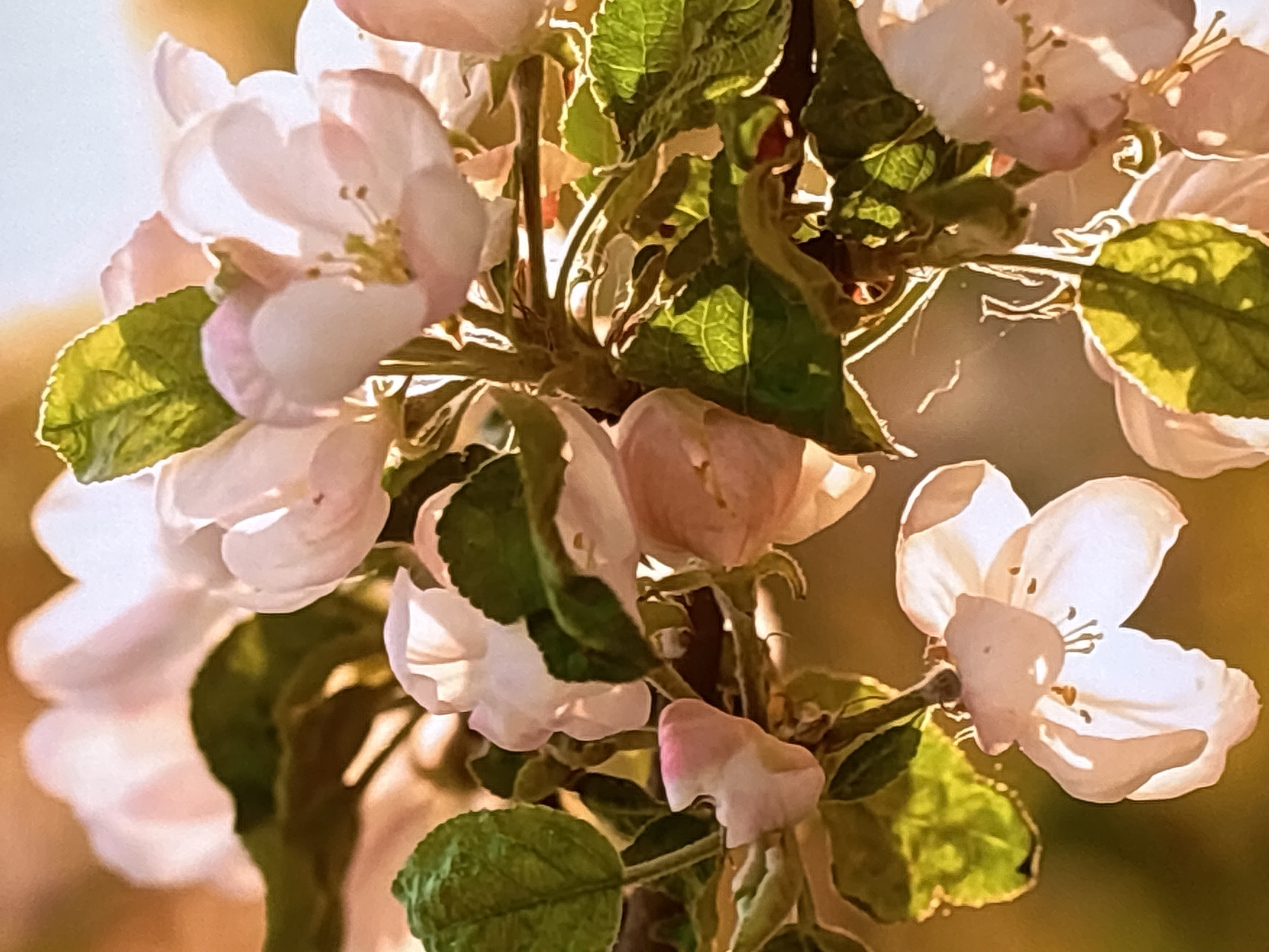 The image displays a close-up, low-angle shot of apple blossoms in bloom, situated on a tree branch. The blossoms are predominantly white with hints of pink, some appearing fully open while others are in bud. Interspersed among the flowers are several vibrant green leaves, some of which are backlit by sunlight, creating a luminous effect. The background is softly blurred, suggesting a shallow depth of field, with warm, golden-orange tones that indicate either the golden hour of sunrise or sunset, or possibly diffused light. There are no people, animals, or any man-made structures visible in the frame. The scene is natural and serene, characteristic of a garden or orchard environment, and specific to the city of Krasnokamsk, Russia, where such natural scenes are common during springtime.