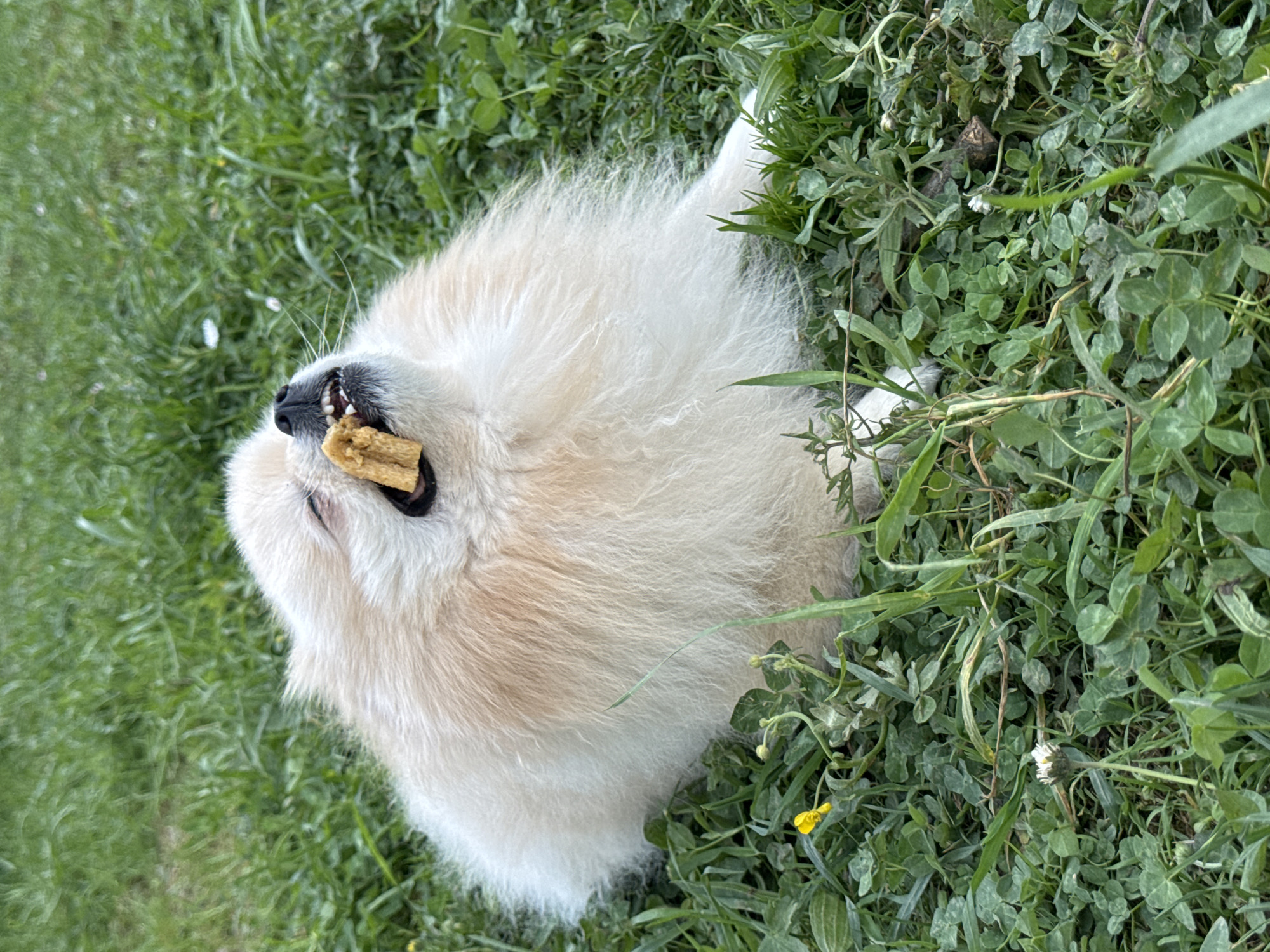 The image shows a light-colored, fluffy dog lying on its back in a grassy area. The dog is holding a brown treat in its mouth. The grass includes clover and other small plants. The location is specified as Bietigheim-Bissingen, Germany, but there are no visual cues to confirm this.