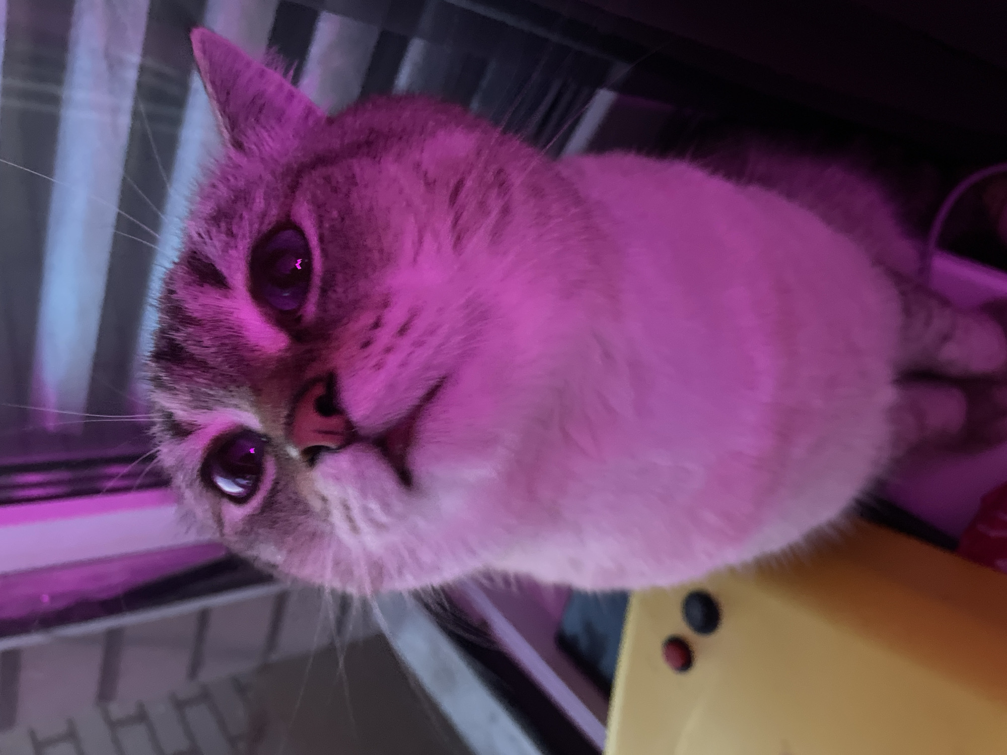 The image shows a close-up of a cat's face, illuminated by a pinkish-purple light. The cat has large, dark eyes that reflect the light. Its fur appears to be a light gray or silver tabby pattern. The cat is looking directly at the camera with a slightly curious or inquisitive expression. The background is blurred, but appears to be a striped pattern, possibly a curtain or blinds, in shades of gray and blue. To the right of the cat, a yellow object with two dark circular buttons is partially visible. The lighting suggests it might be nighttime or an indoor setting with artificial lights. The image quality is somewhat soft, and the dominant color cast is from the pinkish-purple light. There is no visible text in the image.