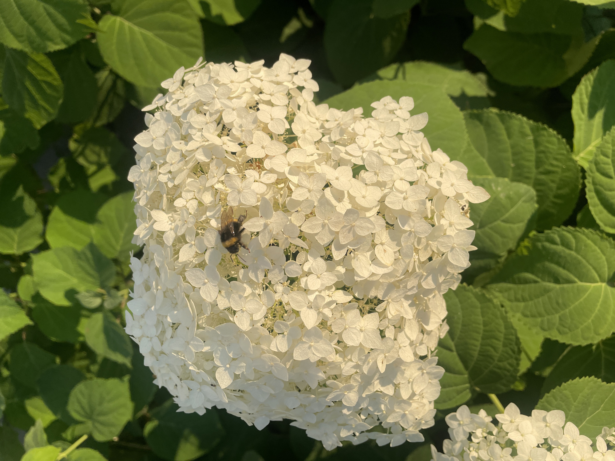 In the city of Brest, Belarus, a bumblebee is positioned on a large cluster of white hydrangea flowers. The hydrangea blooms are composed of numerous small, delicate petals, creating a dense, spherical shape. The surrounding foliage consists of large, vibrant green leaves, some of which are casting shadows. The lighting suggests it is daytime, with sunlight illuminating the flowers and leaves, creating a natural, outdoor scene.