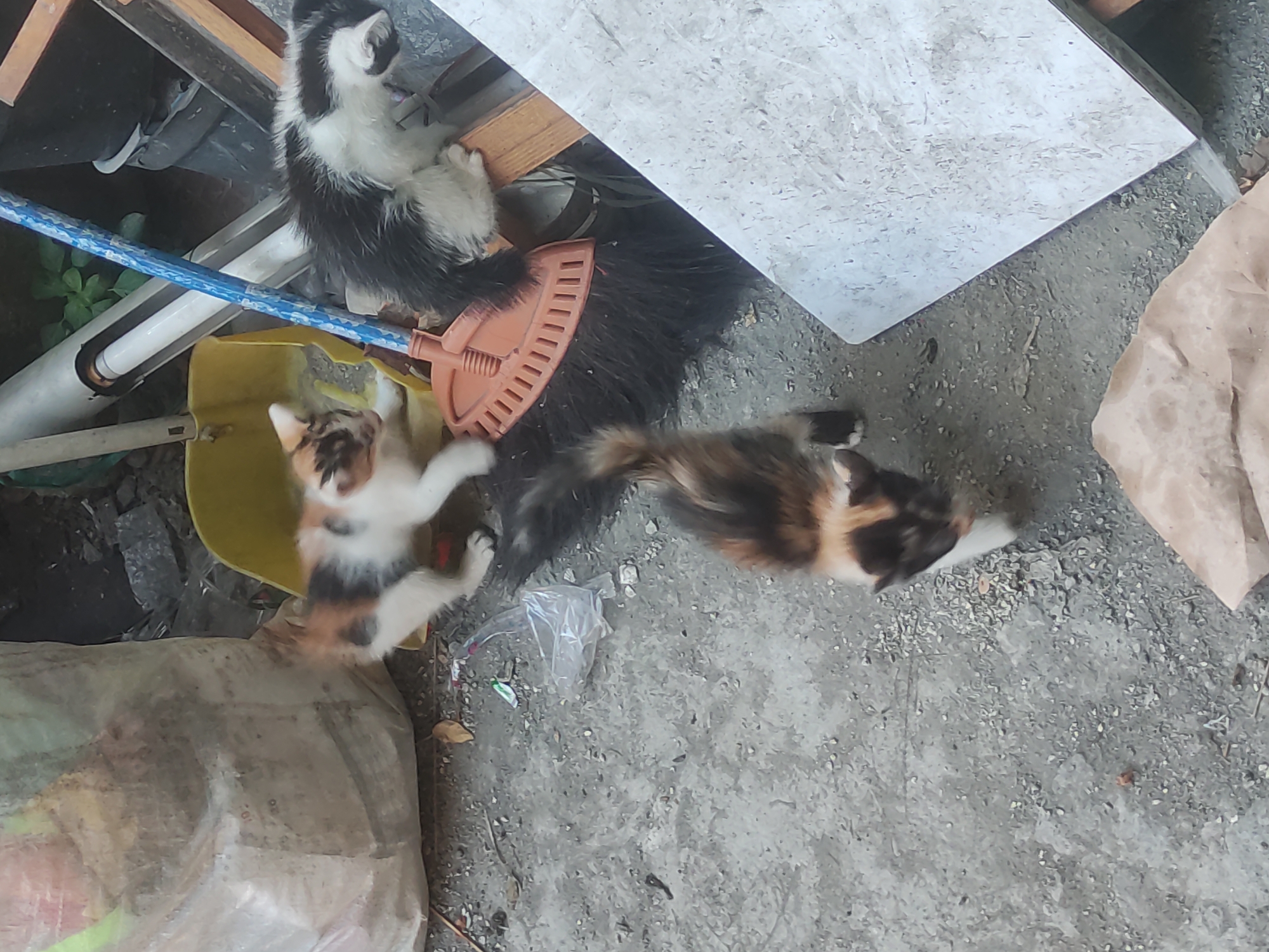 Three kittens are in an outdoor, cluttered urban environment. One kitten, mostly white with black patches on its head and back, is sitting on a broom. Another kitten, with white, black, and orange patches, is standing in a yellow shovel. A third kitten, with black, white, and orange coloring, is walking on a gravelly ground. The surroundings include a large plastic bag, various debris, a broom, and part of a wooden structure. The scene appears to be an alley or a backyard in a residential area in Surabaya, Indonesia.