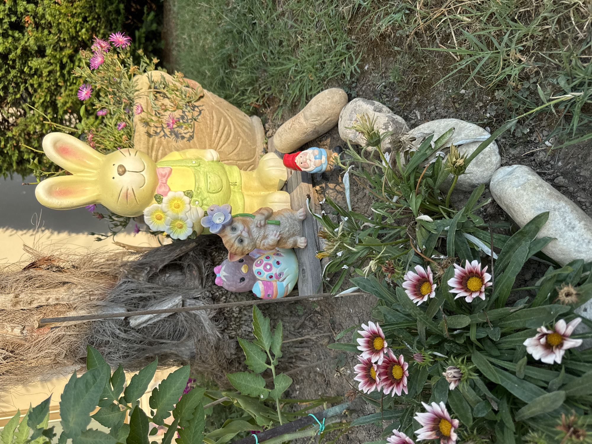 This media file displays a close-up, high-angle shot of garden decorations and plants. The primary subjects are several ceramic figurines, including a yellow bunny wearing overalls and a pink bow, a small gnome with a red hat, a cat, and two egg-shaped figures adorned with colorful patterns. The bunny figurine is prominently featured and appears to be holding a bouquet of ceramic flowers.
The scene is set outdoors, likely in a garden, with a background of green foliage and dry grasses. Several smooth, gray stones are scattered around the figurines. In the foreground and to the right, there are several Gazania flowers with striking burgundy and white petals and yellow centers. Some green tomato plant leaves are also visible in the lower part of the frame.
The lighting suggests it is daytime, possibly late afternoon or early morning, given the warm tone of the light and shadows. The overall impression is one of a cheerful, whimsical garden display. No visible text is present in the image. The location context of Sant'Angelo di Piove di Sacco, Italy, places the scene within a specific geographical area, though no distinct visual cues within the image itself directly confirm this location.