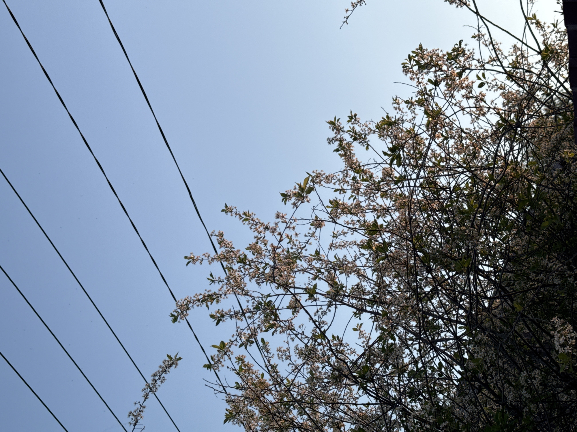 The image shows a view upwards towards a pale blue sky. In the lower left of the frame are four parallel electrical power lines. The right side of the image is dominated by a dense flowering tree or bush, with white blossoms and green leaves visible. The lighting suggests it is daytime. The image location is Chaikovsky, Russia.