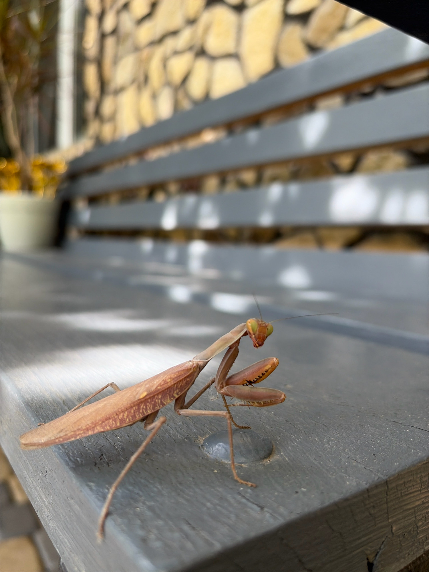 An adult brown praying mantis is perched on a weathered, gray wooden bench. The mantis is positioned in the lower left quadrant of the frame, facing right with its head turned slightly towards the viewer. Its forelegs are clasped in front of its body. The bench is outdoors, and in the background, a blurred stone wall is visible, with horizontal gray slats of the bench extending behind the mantis. The lighting suggests it is daytime, with dappled sunlight creating shadows on the bench. There are no people or other animals present in the image. The location is specified as Oxentea, Moldova.