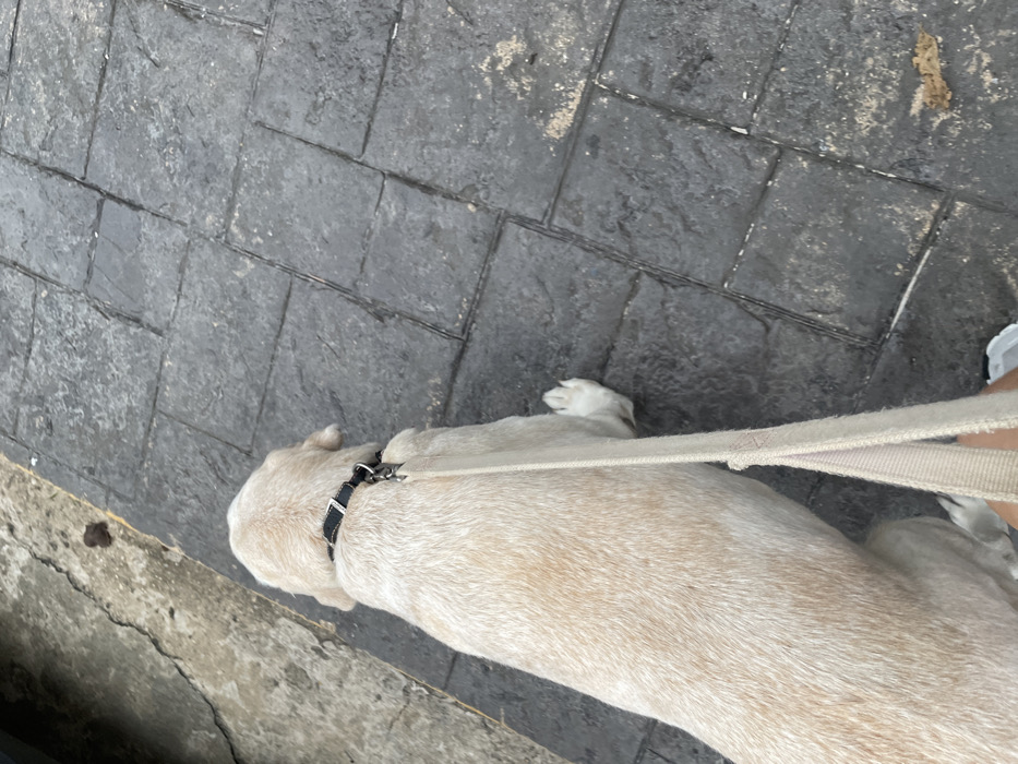 The scene depicts an outdoor urban environment in Coatzacoalcos, Mexico. A light-colored dog, likely a Labrador Retriever, is visible from a top-down perspective, facing away from the camera. The dog wears a black collar and is attached to a beige fabric leash, held by a human hand visible in the lower right corner of the frame. The dog's coat is short, appearing cream or very light tan, with white paws. The dog's head is turned slightly to the right. The ground consists of a dark gray, stamped concrete sidewalk with a rectangular pattern, adjacent to a rougher, lighter gray concrete or asphalt surface on the left. On the lighter concrete surface, a small, dark brown mass consistent with dog feces is present.