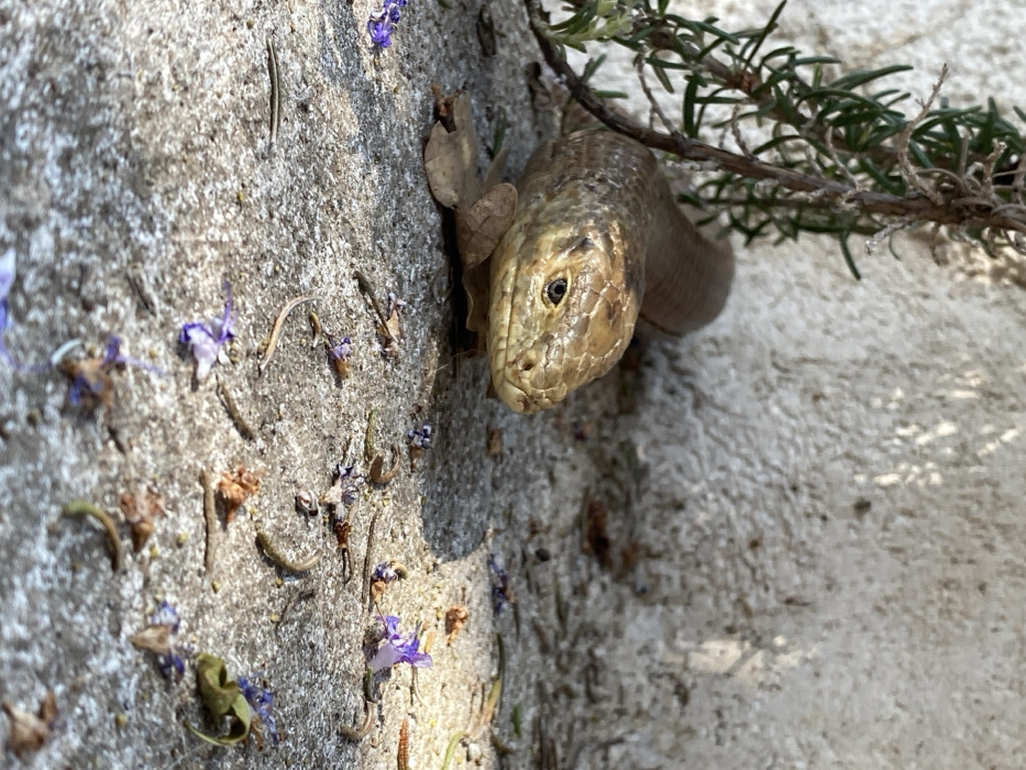 This image captures a *Pseudopus apodus* (European glass lizard) situated on a light grey, textured concrete surface in Vrijesno, Montenegro. The reptile, displaying a scaly, light brown body, is oriented with its head facing slightly right of center. Its elongated body extends towards the upper left, partially obscured by green, needle-like foliage and a thin dried branch. The immediate ground is uneven, scattered with small purple flower petals, dried leaves, and various organic detritus; a single larger dried leaf rests beneath the lizard's lower jaw. A textured, light-toned wall occupies the background. Direct sunlight illuminates the scene, casting defined shadows on the ground.