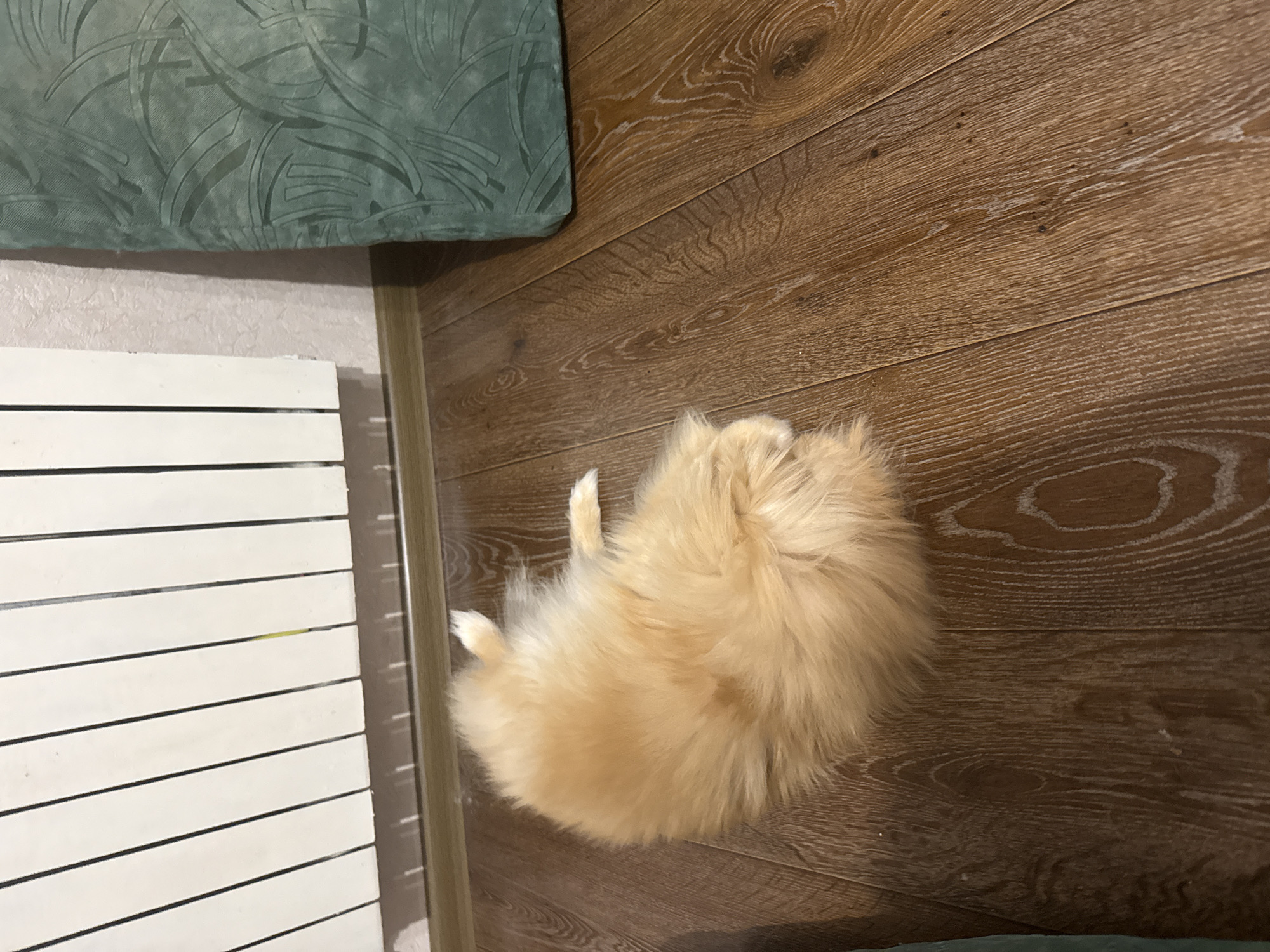 A fluffy, light-brown dog is lying curled up on a wooden floor. To the left of the dog, a white radiator with vertical slats is visible. To the right of the radiator and behind the dog, a portion of a green upholstered object with a curved pattern is present. The floor is made of dark brown wooden planks. The lighting suggests an indoor environment.