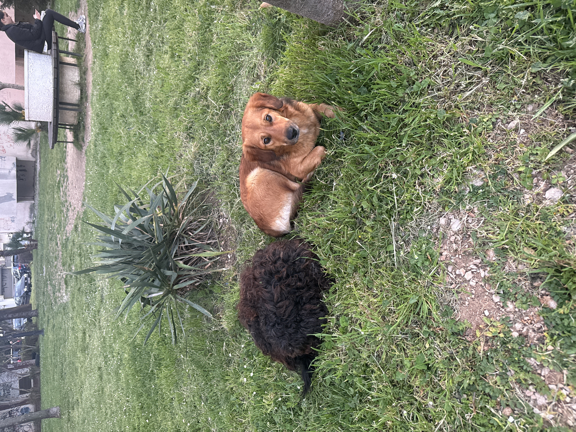 The image shows a grassy park in Unknown, Unknown. Two dogs are resting on the grass. One dog is brown and looking at the camera. The other dog is black and curly. There is a green spiky plant near the black dog. In the background, there is a person sitting on a concrete bench near a building. Trees line the street in the distance, and cars are parked along the curb.