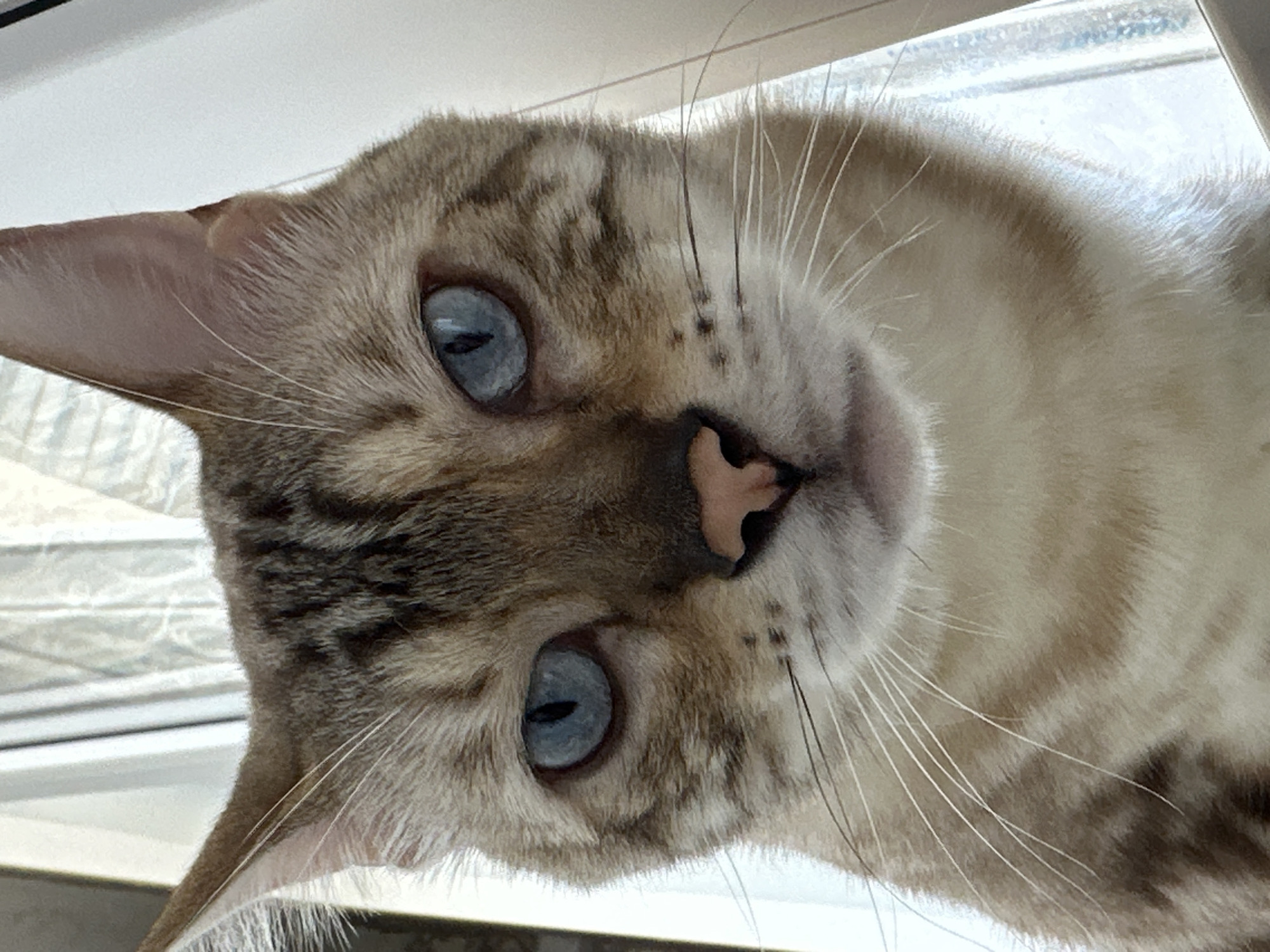 A close-up, head-on, eye-level shot focuses on the face of a light-colored cat with distinctive dark tabby markings. The cat's fur is a mix of tan and brown stripes, particularly prominent on its forehead and around its eyes. It has striking blue eyes with dark, almond-shaped pupils. Its nose is a light pink color. Long, white whiskers fan out from its muzzle. The background is out of focus and appears to be an indoor setting with bright, diffused light, possibly from a window with sheer curtains. The cat is positioned centrally in the frame, looking directly at the camera. There is no indication of the city of Energetik, Russia, in this image.