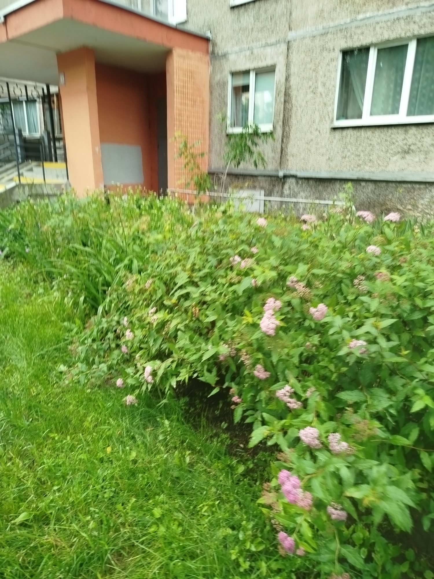 An outdoor, medium-angle, eye-level, full shot shows a patch of green grass in the foreground with a dense cluster of green foliage with small pink flowers in the mid-ground. The foliage extends into the left of the frame, and a building with textured gray walls and windows is visible in the background. The building has a small porch with a reddish-brown overhang, two pillars, and a metal railing on the left side.