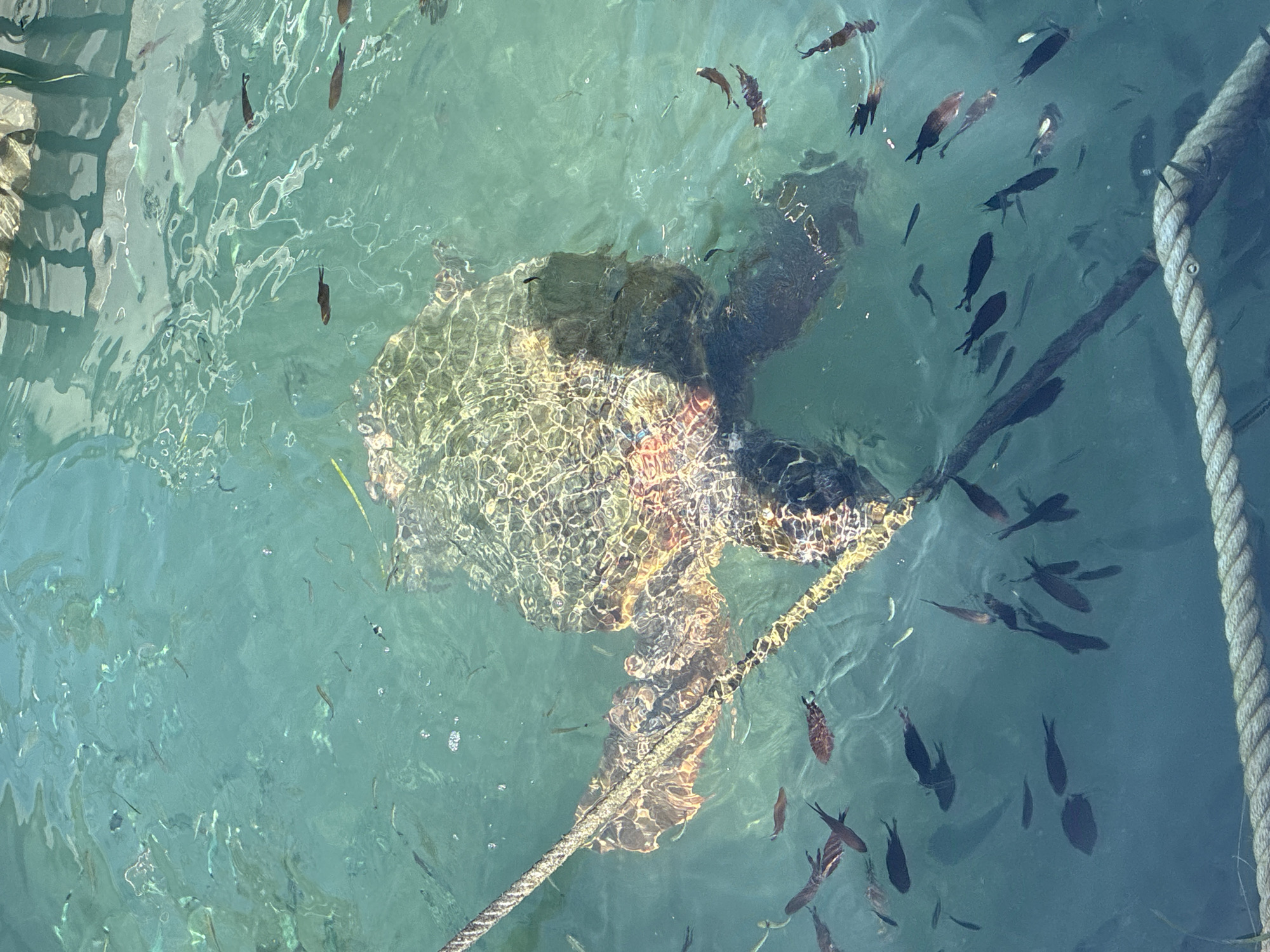 An aerial shot shows a sea turtle swimming in clear, turquoise water, surrounded by numerous small fish. The turtle's shell is visible, textured and patterned, with light reflecting off its surface. A thick rope runs diagonally across the frame, partially obscuring the turtle and some of the fish. In the background, wooden structures and the surface of the water indicate a shallow bay or harbor area. The overall scene is one of natural marine life in a calm, sunlit environment. This scene could be observed in Laganas Bay, a protected marine area on the island of Zakynthos, Greece, known for its population of loggerhead sea turtles.