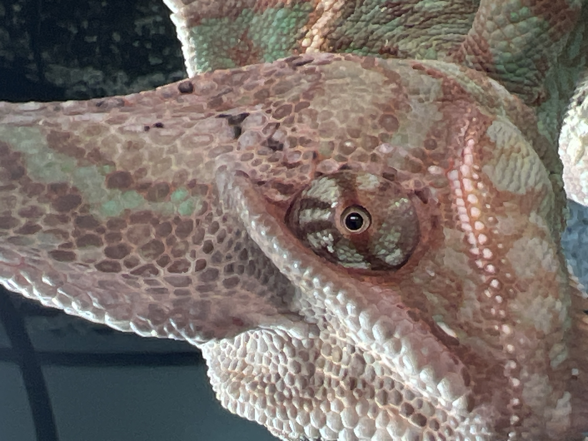 The image is a close-up of the head of a chameleon. The chameleon has rough, patterned skin in shades of brown, green, and beige. Its eye is visible and exhibits a distinctive striped pattern. The background is dark and out of focus. There is no indication of the city of Moscow, Russia, or any human presence.