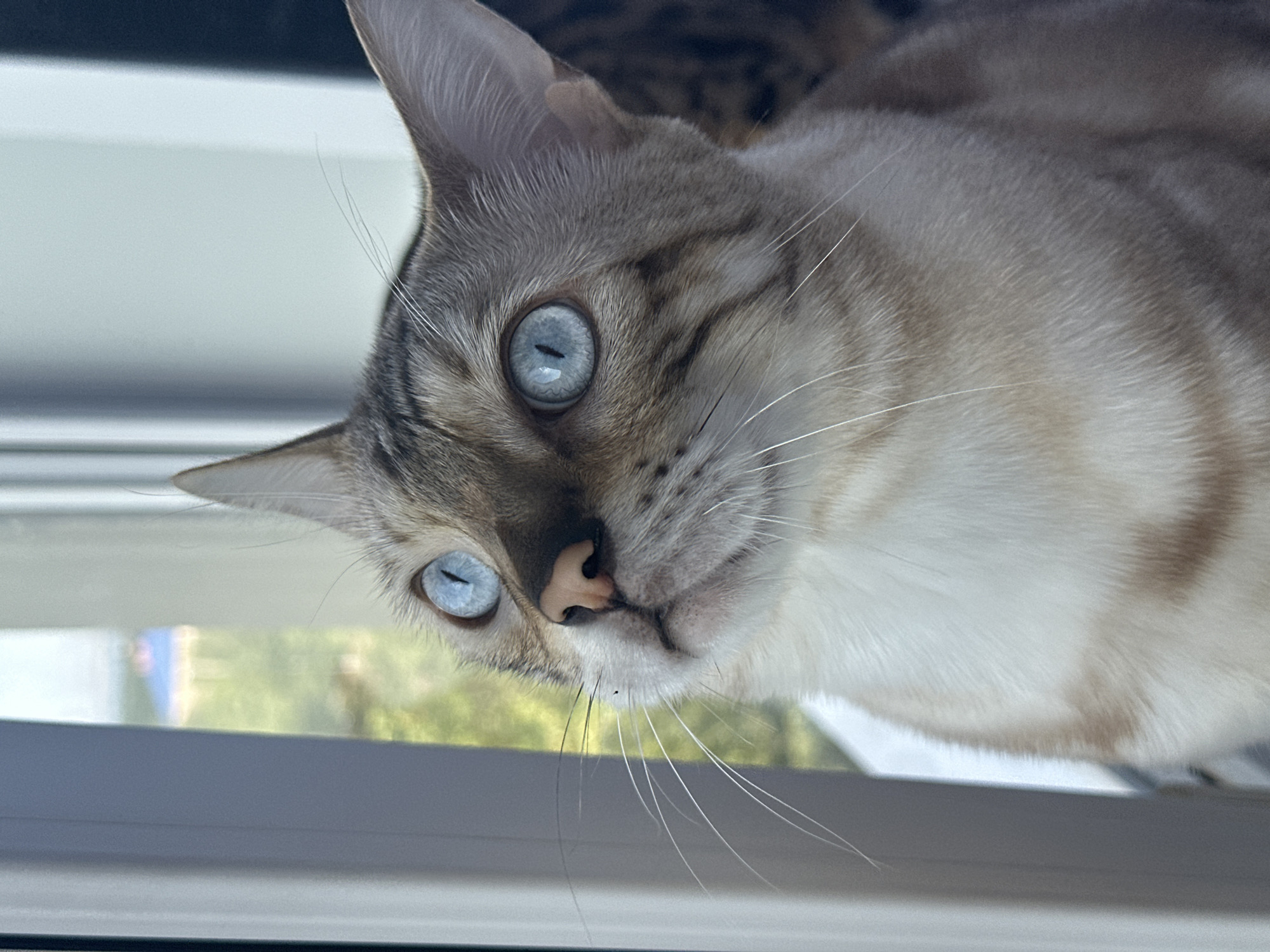 A close-up shot focuses on the face of a light-colored Bengal cat with striking blue eyes, looking upwards. The cat's fur has distinctive dark tabby markings. It appears to be sitting near a window, as indicated by the presence of window panes and an out-of-focus background showing greenery and some distant structures, possibly in a residential area. The scene captures the cat's alert gaze and the details of its facial features. There are no people or any identifiable landmarks specific to the city of Energetik, Russia, in this image.