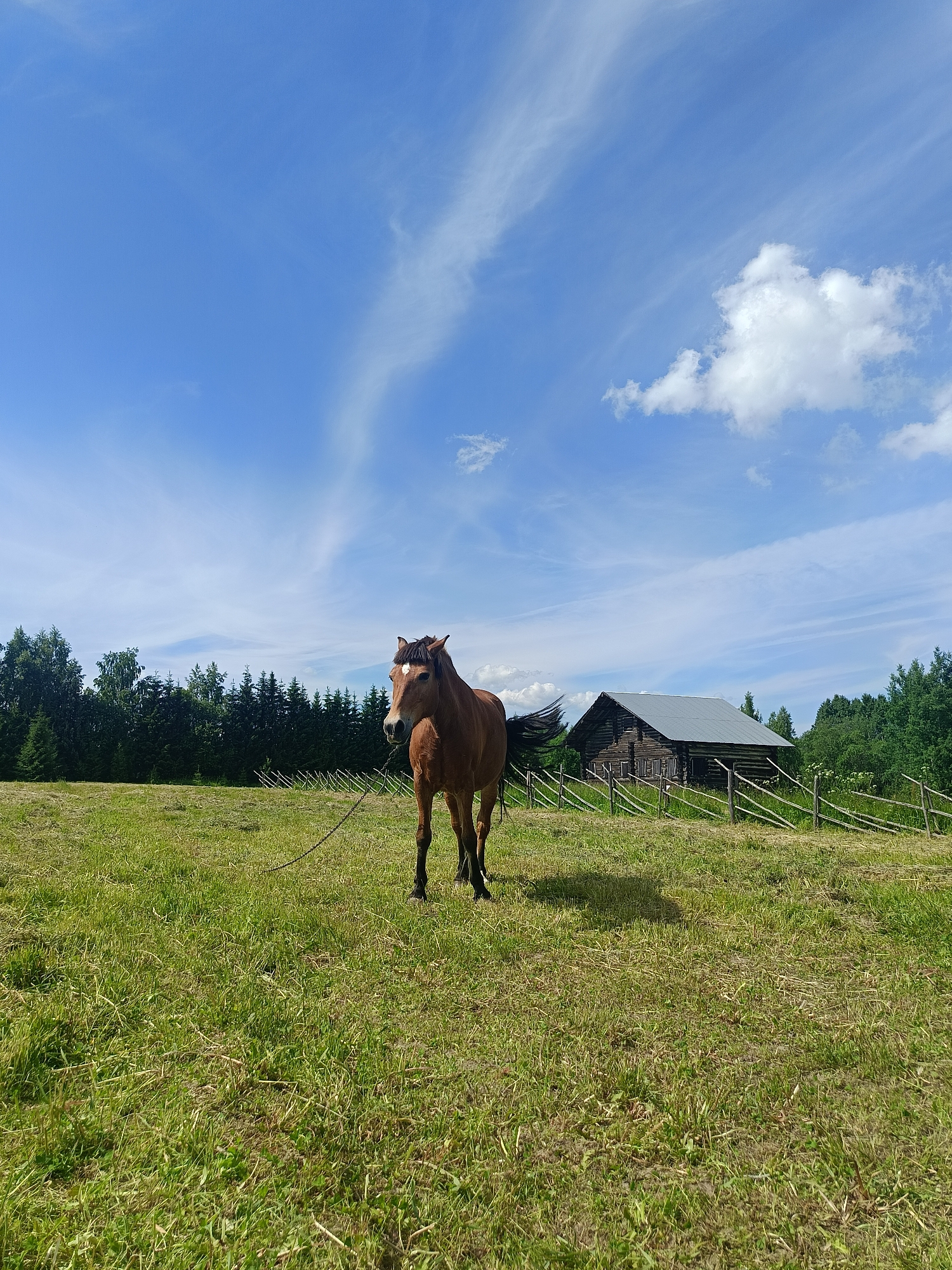 A brown horse stands in a grassy field under a bright blue sky with wispy white clouds. The horse is facing the camera and has a white blaze on its forehead. Behind the horse, a rustic wooden fence runs horizontally across the frame, separating the field from a line of dark green trees. Further in the background, a weathered wooden building, possibly a barn or cabin, is visible amongst the trees. The field is covered in green grass with some patches of dry straw, indicating it may have been recently mown. A dark rope or lead is attached to the horse and lies on the ground. The scene suggests a rural or countryside setting, likely in or near the village of Popovka, Russia, given the traditional wooden architecture and natural landscape.