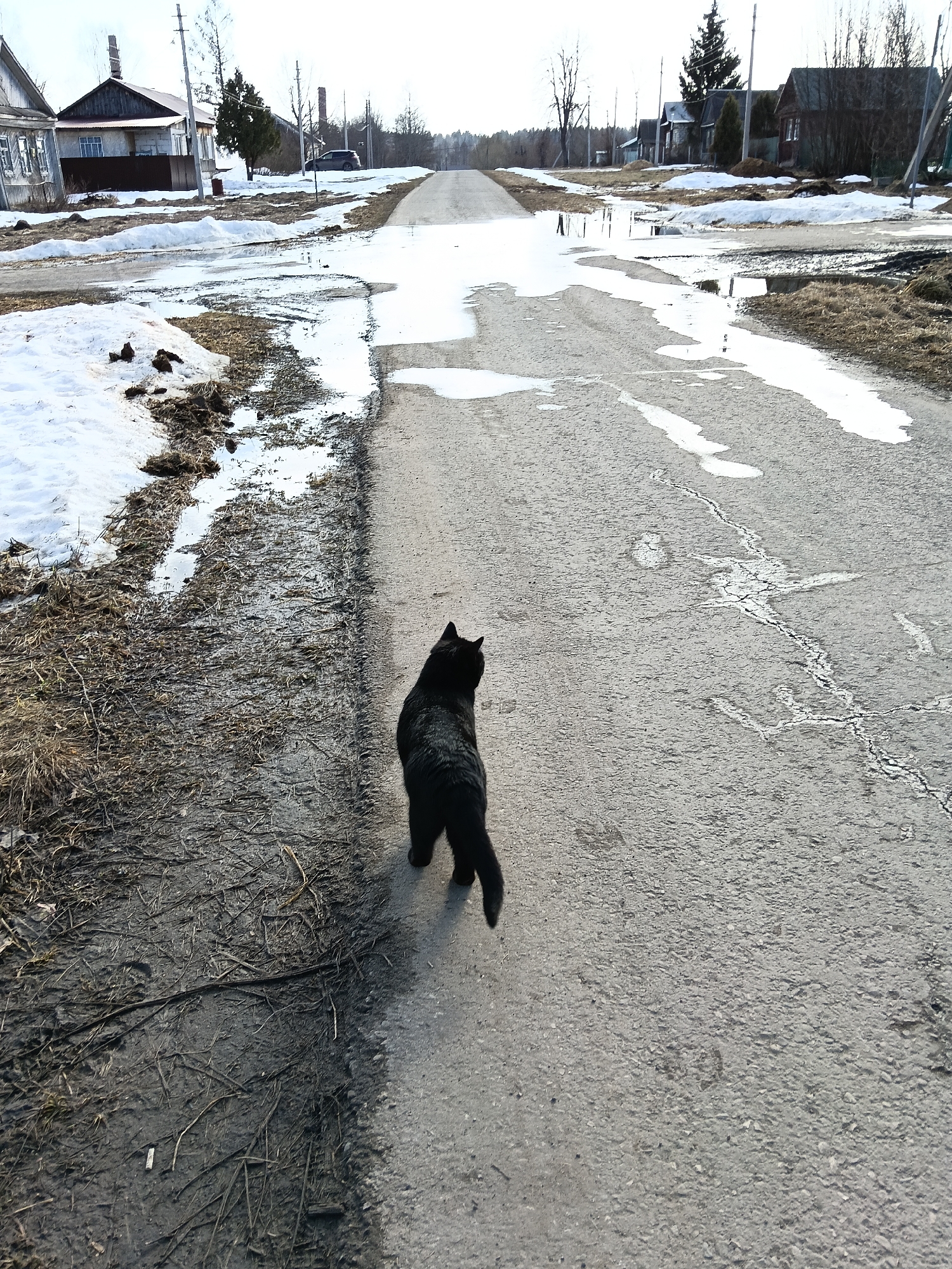 A black cat walks down a cracked asphalt road in Красный Маяк, Russia. Patches of melting snow and puddles are visible on the road and along the edges of the road. Houses are seen on either side of the road. The trees are mostly bare.