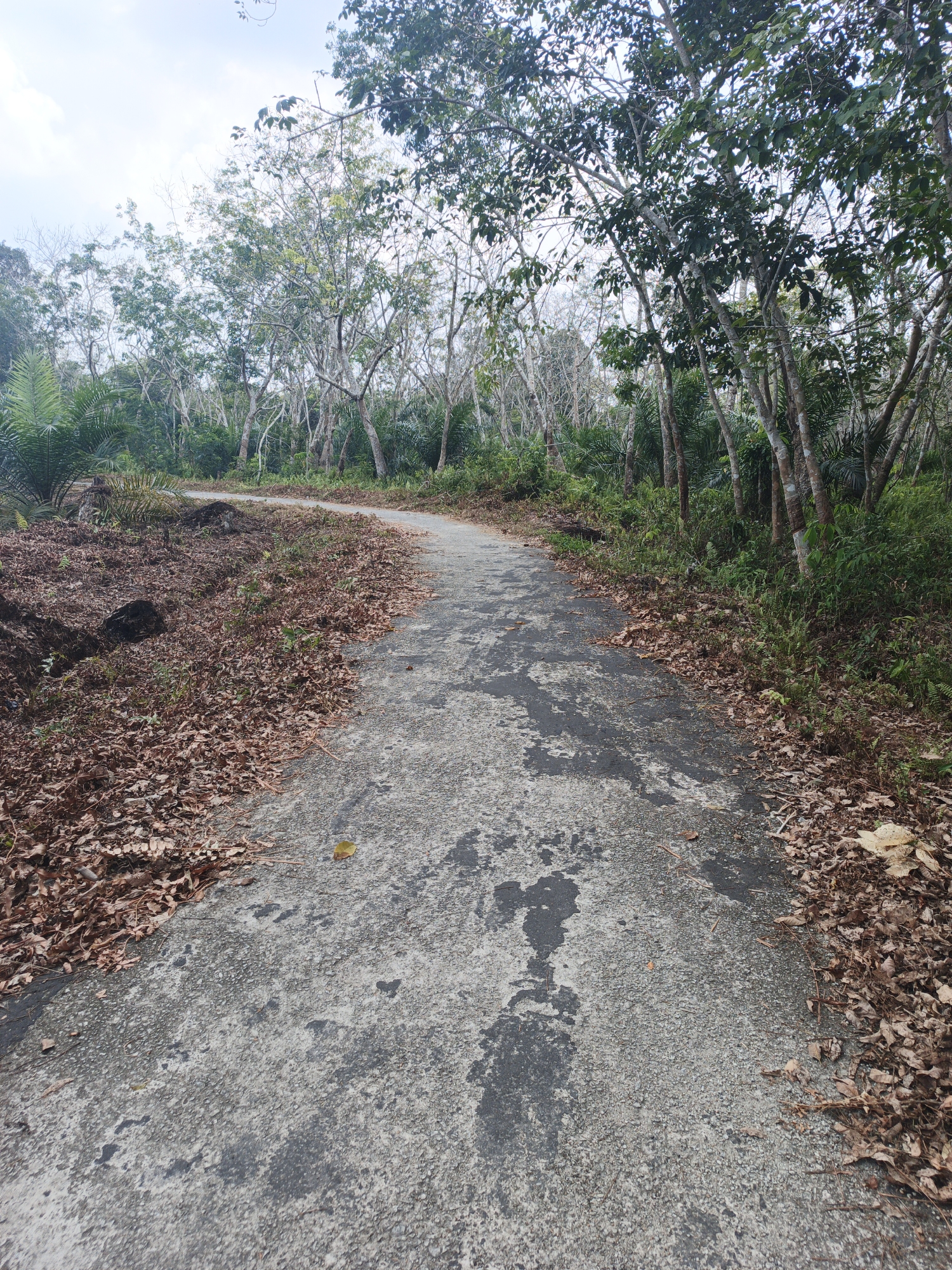The image depicts a curved, paved road winding through a wooded area. The road surface is a weathered concrete or asphalt, with dark patches and a gritty texture. The sides of the road are lined with fallen brown leaves, indicating an autumn or dry season. Tall, slender trees with sparse foliage form a dense canopy overhead, with some trees appearing bare or in a state of dormancy. In the background, more lush greenery and palm-like plants are visible. The sky above is partially cloudy and bright. The scene is devoid of any people, animals, or human-made structures beyond the road itself. The location is identified as Resam Lapis, Indonesia.