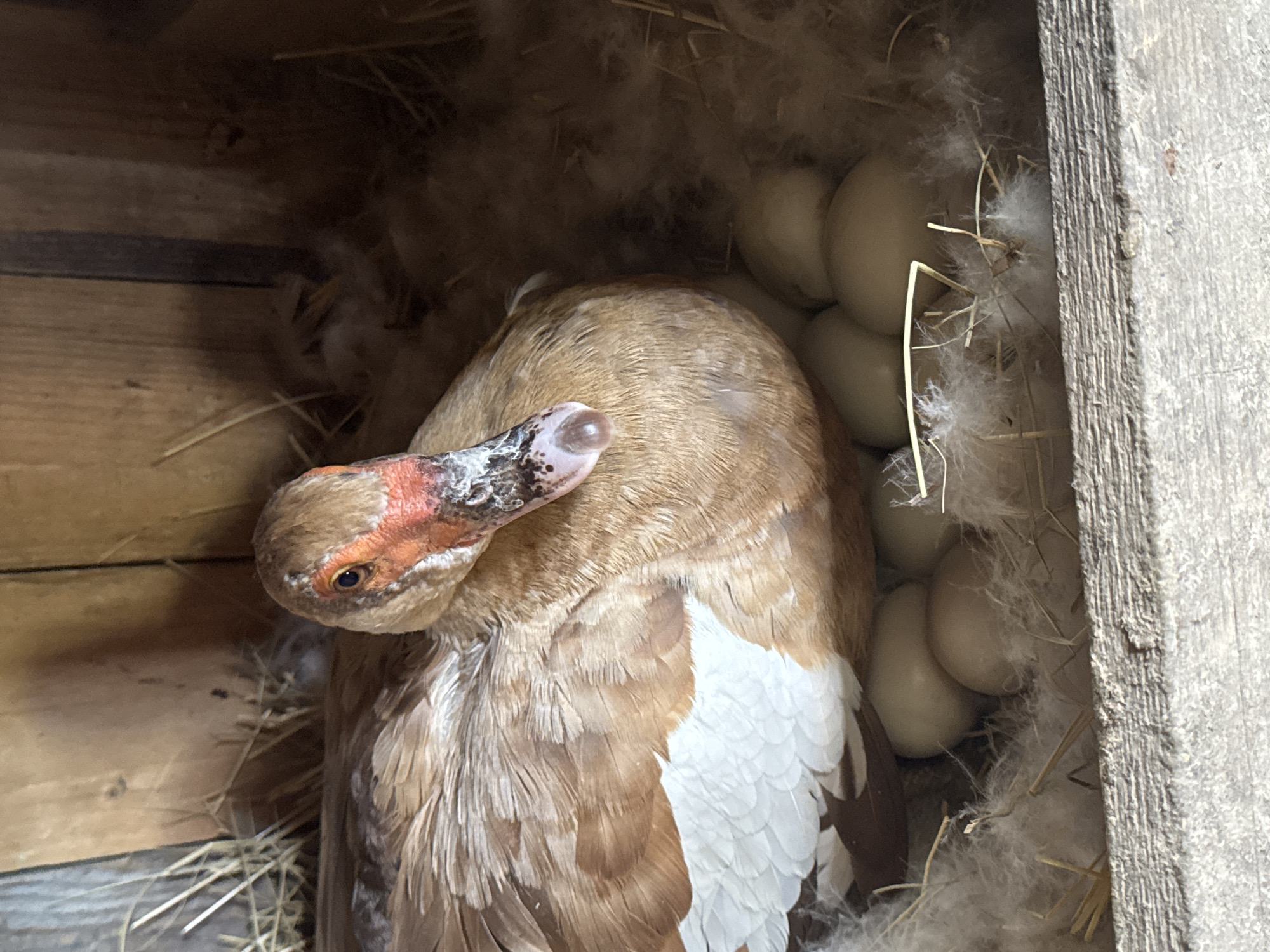 The media file depicts a close-up, overhead view of a duck nestled in a wooden nesting box, surrounded by a clutch of eggs and downy feathers. The duck, with predominantly brown and white plumage, has its head tucked towards its body, with its beak visible and slightly open, revealing a pinkish interior. The duck's eye is visible, appearing dark and alert.
The nesting box itself is constructed from rough-hewn wooden planks, with straw and soft, white downy feathers forming the nest. Several light-colored eggs, presumably duck eggs, are visible nestled within the soft bedding. The lighting suggests it is daytime, with soft light illuminating the scene.
The overall impression is one of natural domesticity and the anticipation of hatching. The duck appears to be in a resting or brooding state, guarding its eggs. There is no visible text within the media file. The setting appears to be an outdoor enclosure, likely a farm or backyard, given the rustic nature of the nesting box.