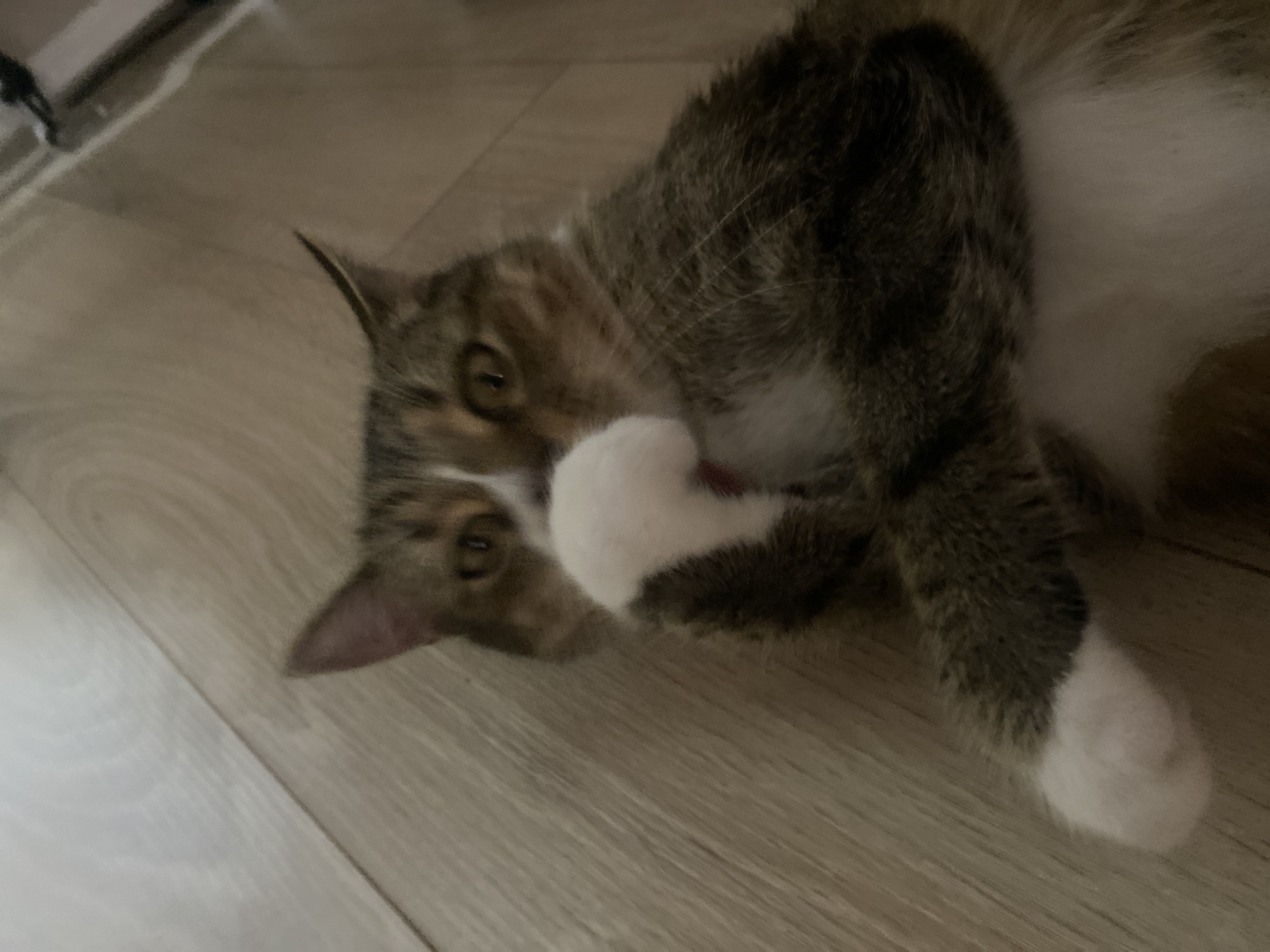 A domestic cat is lying on its back on a wooden floor. The cat has tabby markings with patches of white on its chest and paws. Its front paws are raised and one paw is touching its nose. The cat's eyes are open and looking at the camera. The background is a plain wooden floor. The scene is indoors. The image quality is poor and blurry. There is no information about the location in Novokuybyshevsk, Russia.