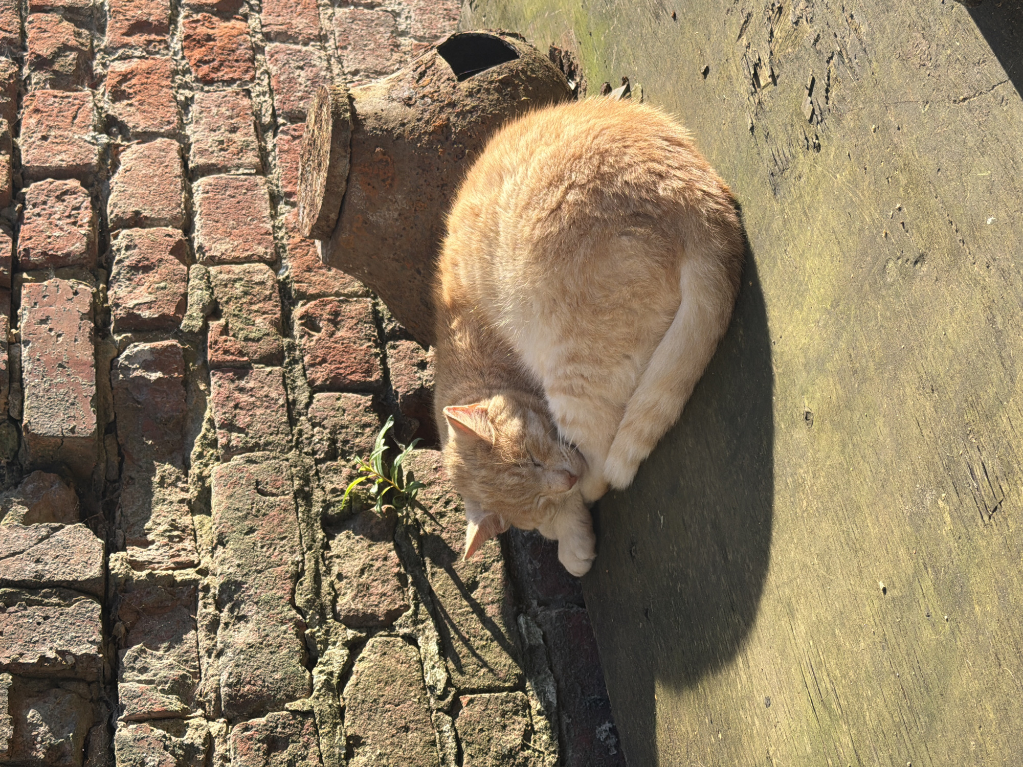 A light orange tabby cat is sleeping curled up on a weathered wooden surface next to a moss-covered brick wall. A rusty, cylindrical object with a dark opening protrudes from the wall, close to where the cat is sleeping. A few green leaves are growing near the base of the wall. The scene is bathed in bright sunlight, casting distinct shadows, suggesting it is either morning or late afternoon. The overall setting appears to be an outdoor, possibly urban or rural, environment. The cat appears peaceful and relaxed, likely enjoying the warmth of the sun. There is no visible text in the image. The location is identified as Mozhaisk, Russia.