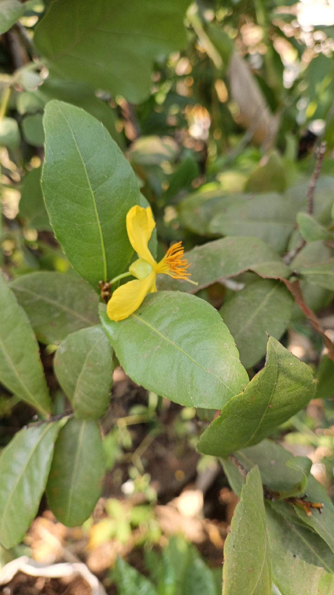 In the city of Cikal, Indonesia, a close-up shot captures a single yellow flower with orange stamens, nestled amongst vibrant green leaves. The flower is in bloom, with its petals unfurled. The surrounding foliage is lush, with some leaves appearing slightly dusty. The background is a blur of green and warm tones, suggesting an outdoor setting with sunlight filtering through the leaves. The ground beneath the plant is visible in some areas, appearing to be soil. The image is focused on the flower and its immediate surroundings, highlighting the natural beauty of the scene.