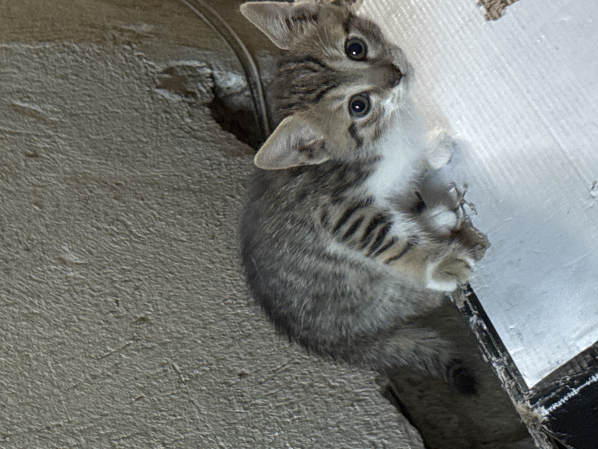 A kitten with tabby markings and white fur is crouched on a white surface next to a rough, textured, light brown wall in Burgas, Bulgaria. The kitten is facing the camera with its eyes wide open. The wall appears to be made of concrete or plaster and has some cracks and imperfections. There are some dark lines and debris on the white surface. The overall environment seems to be an outdoor or unfinished space.