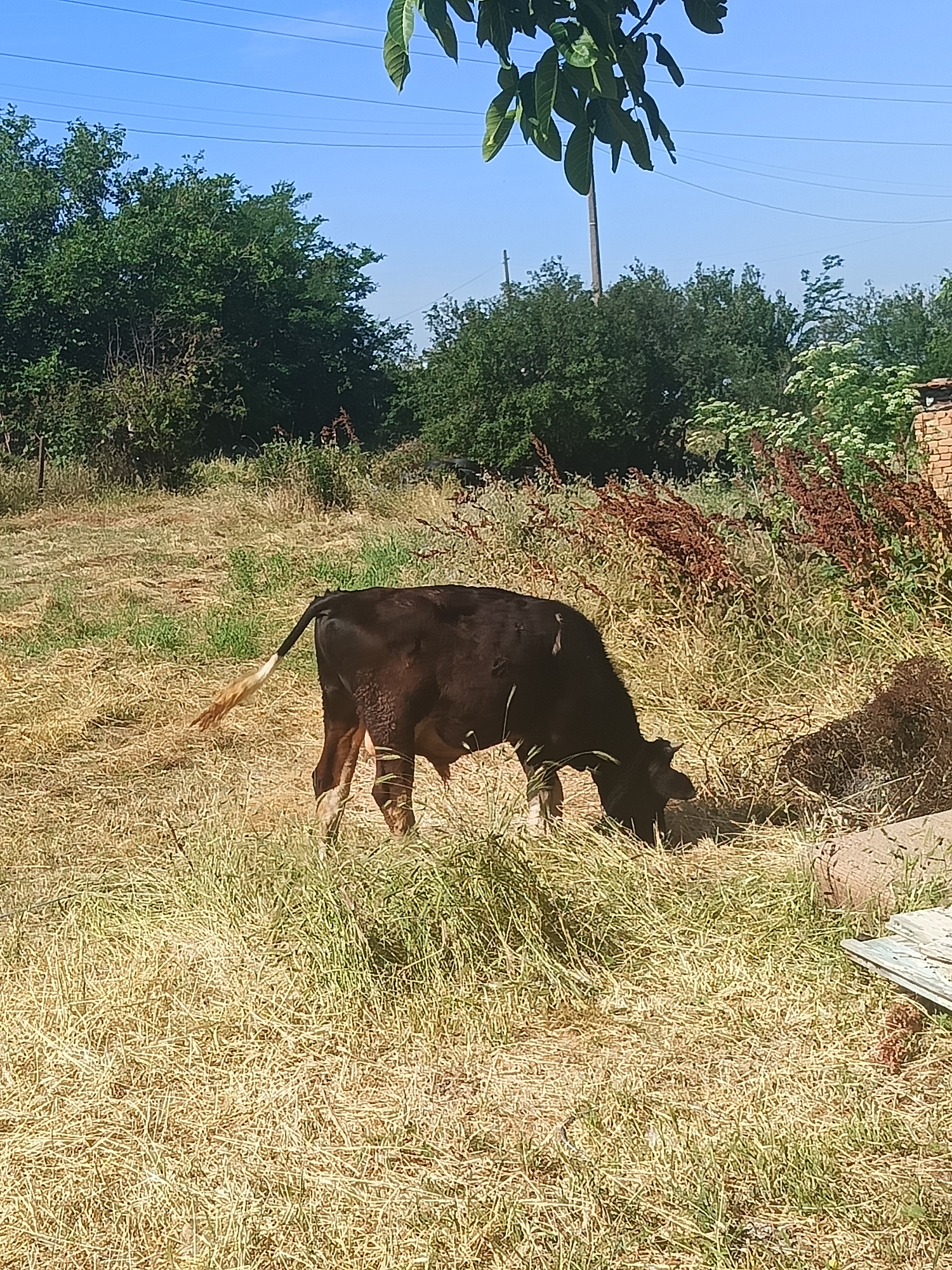 A dark-colored cow is grazing in a dry, grassy field under a bright blue sky. The cow is positioned in the center of the frame, facing towards the right and lowering its head to eat. Its tail, which is white and bushy at the end, is raised. The field is covered in mostly dry, yellowish grass with some patches of green. In the background, there are dense green trees and some dried, reddish-brown plants. A brick structure is partially visible on the far right. Overhead, some green leaves from a tree hang down into the frame. This scene is consistent with rural or agricultural settings found in the outskirts of Mizia, Bulgaria.